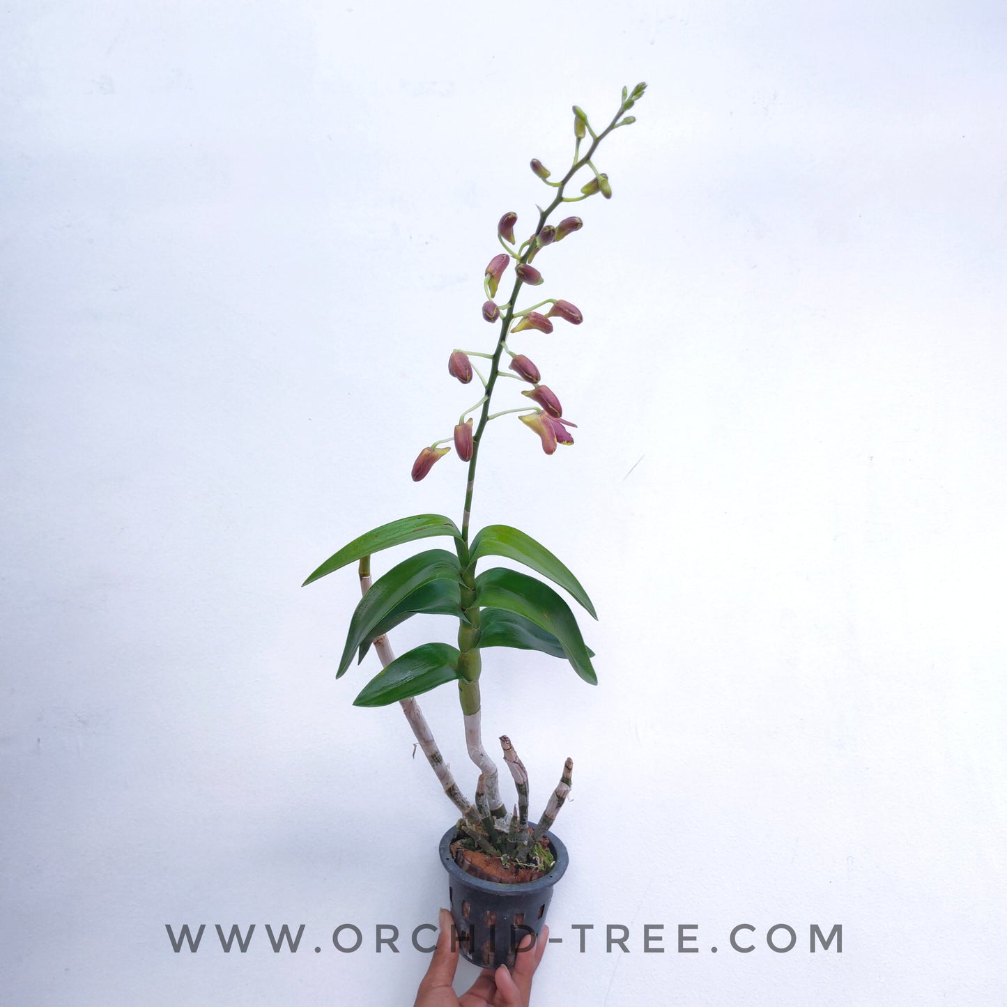 Dendrobium Brown Splash - FF
