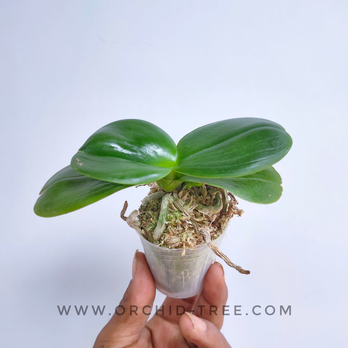 Phalaenopsis AL Sun Hannover Red - Without Flowers | BS