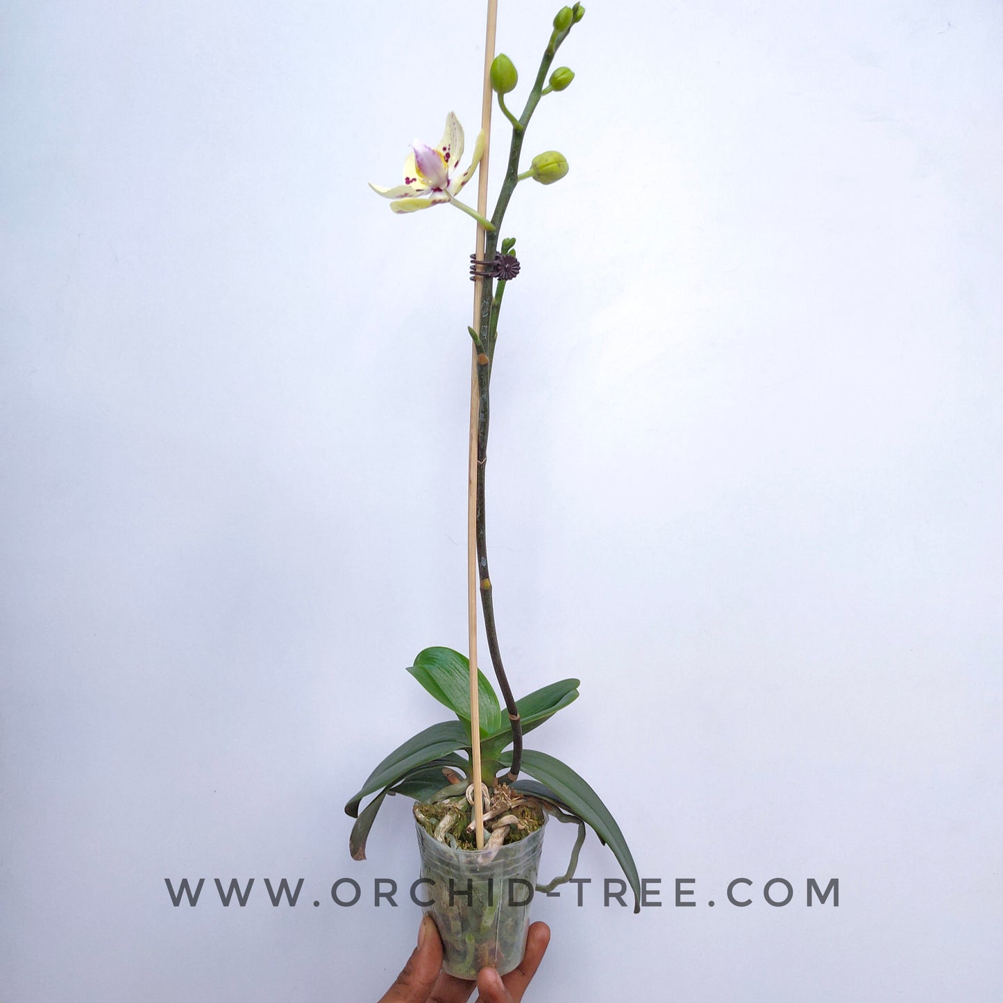 Phalaenopsis OX Spongebob - With Flowers | FF