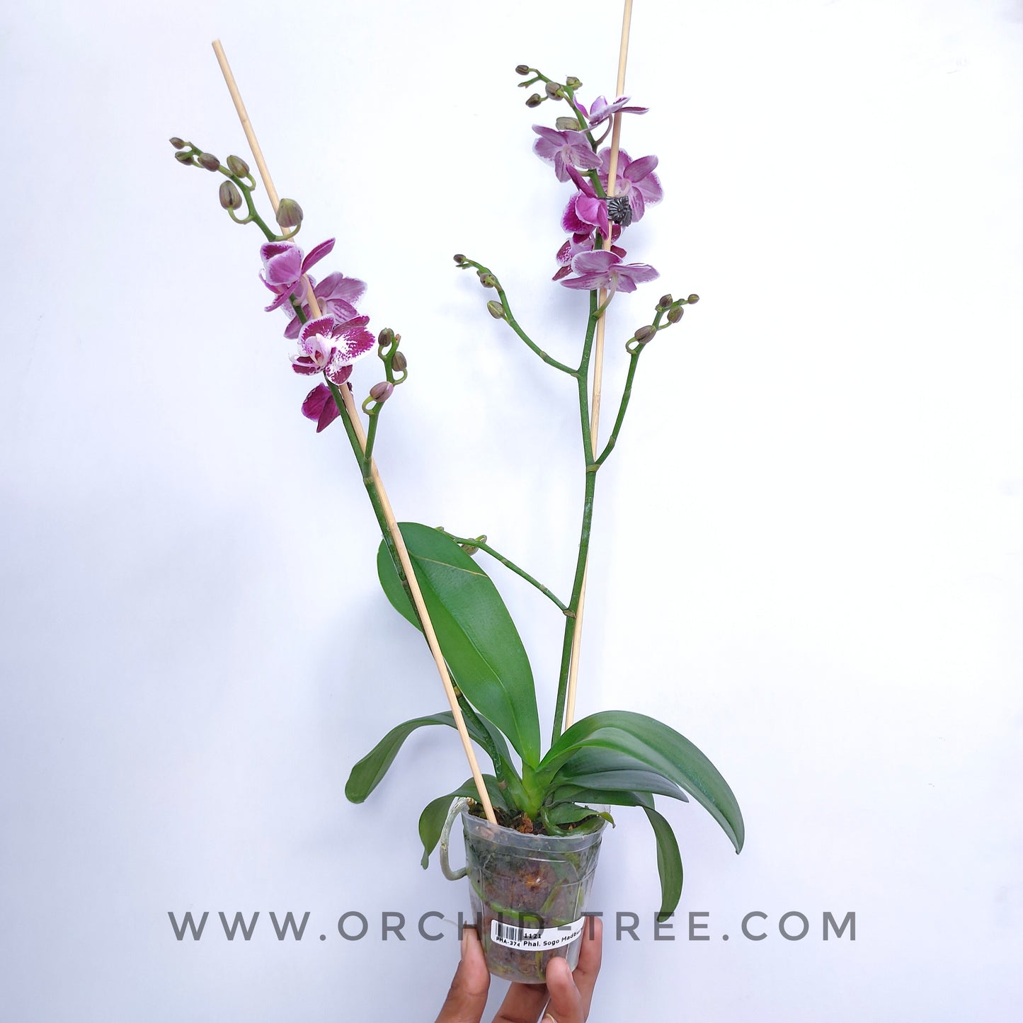 Phalaenopsis Sogo Madbury - With Flowers | FF