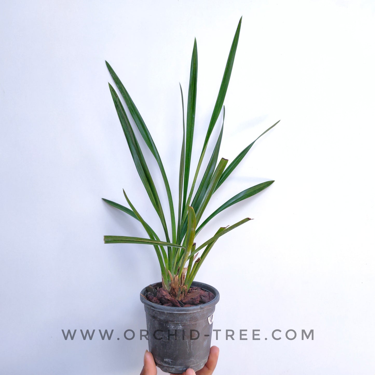 Cymbidium Assorted (HTC) - | BS