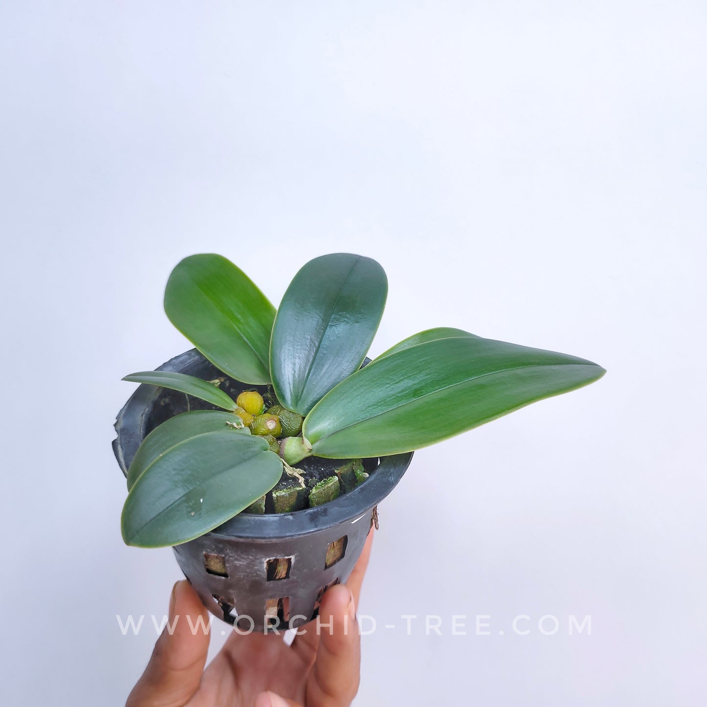 Bulbophyllum orthosepalum sp. - BS