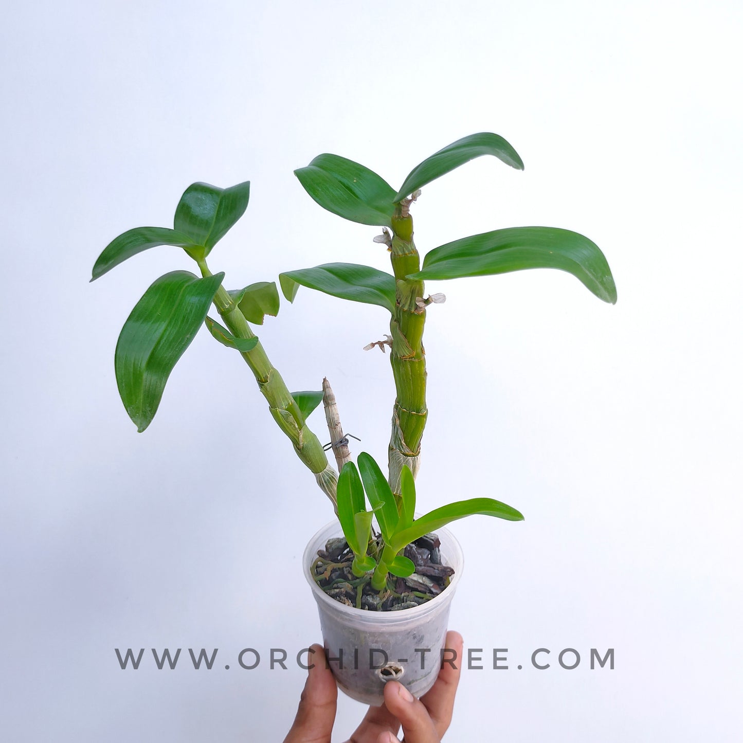 Dendrobium Spring Dream 'Apollon'- Without Flowers | BS