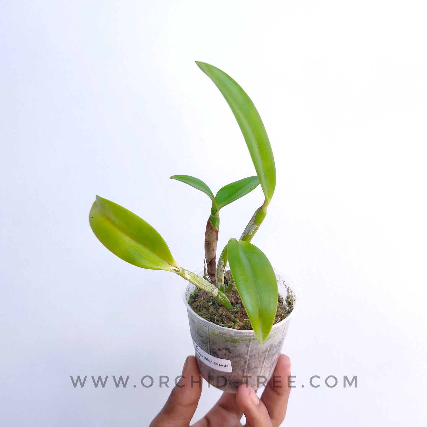 Cattleya (Slc.) Cosmic Delite - Without Flowers | BS