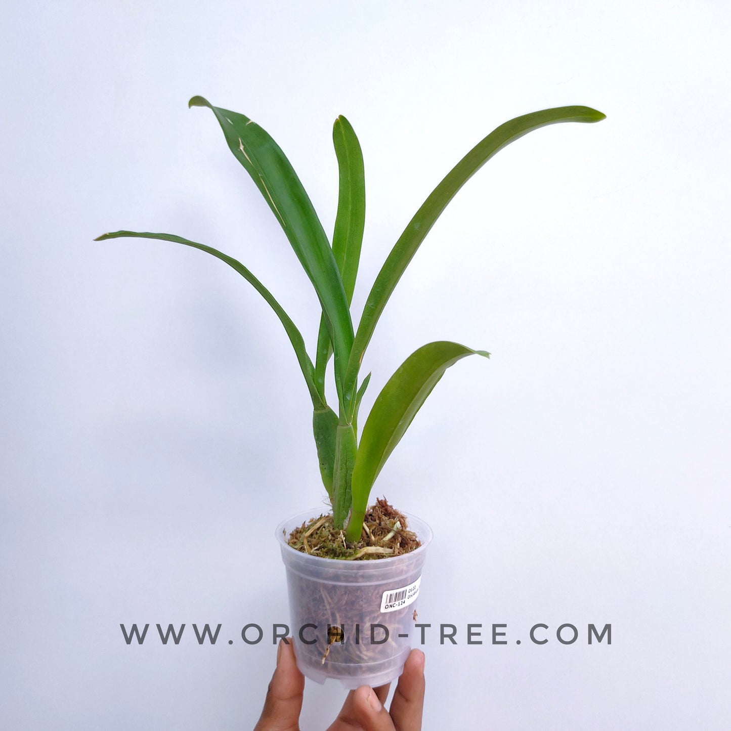 Oncidium Jiuhbao Gold - | BS