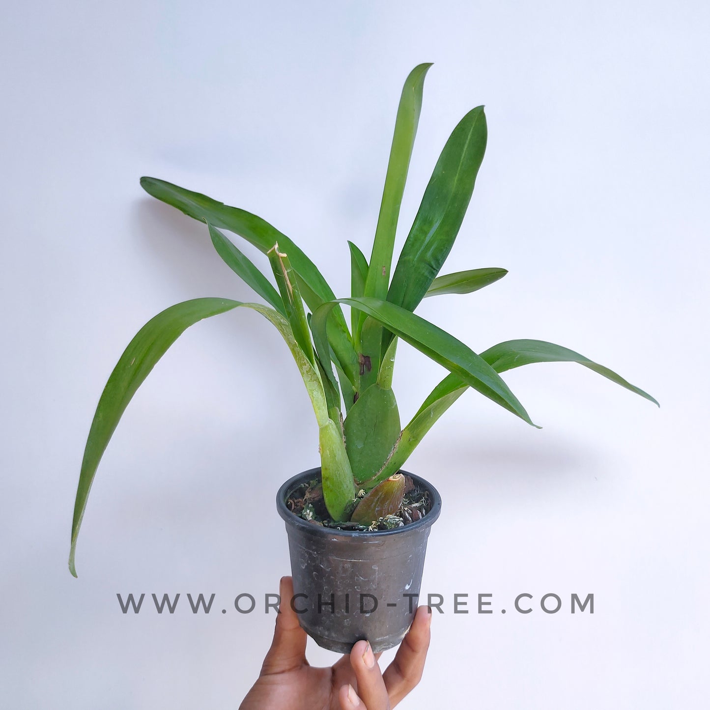 Oncidium (Mtdm.) Hwuluden Diamond 'Red Arowana' - | BS - Buy Orchids Plants Online by Orchid-Tree.com