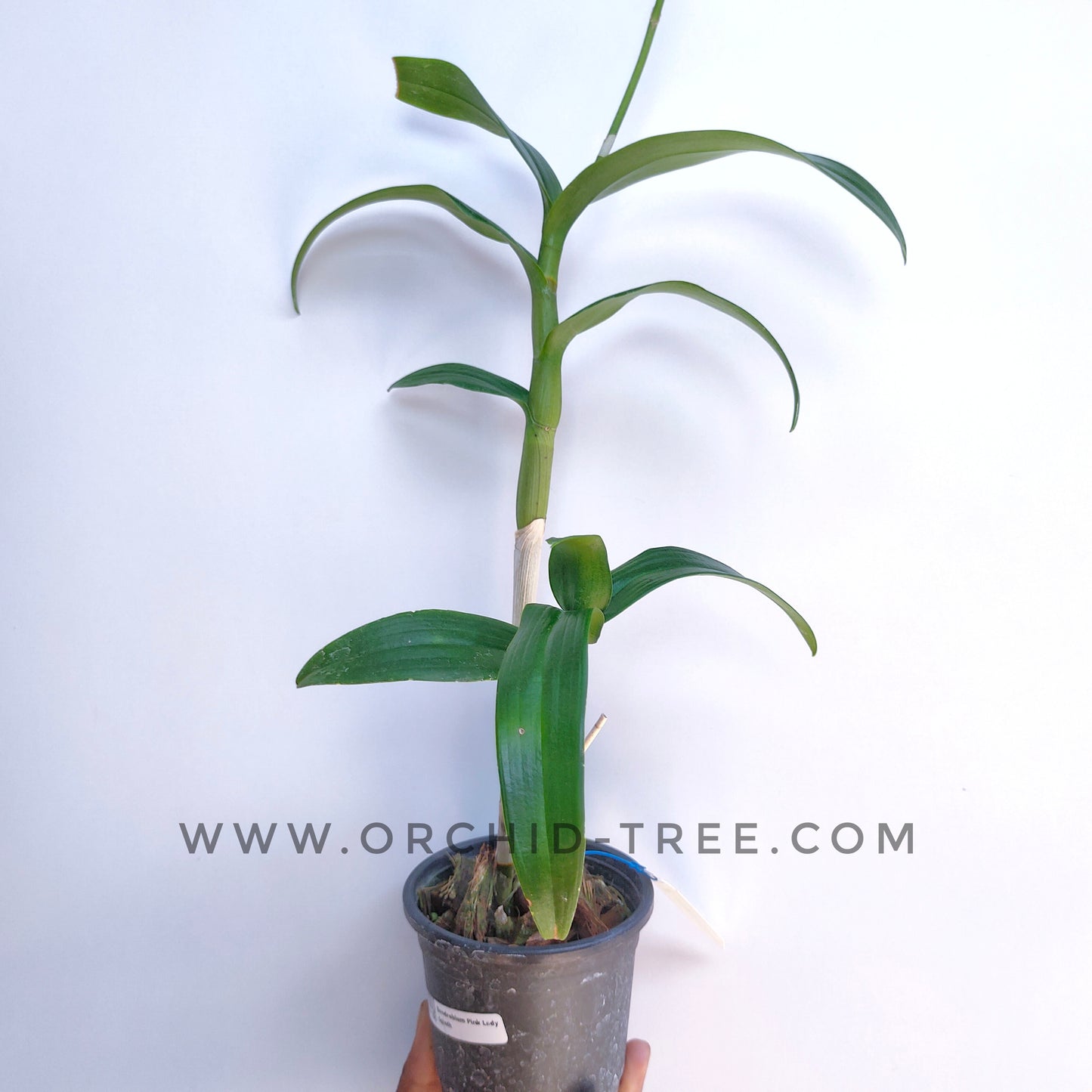 Dendrobium Pink Lady Splash - FF