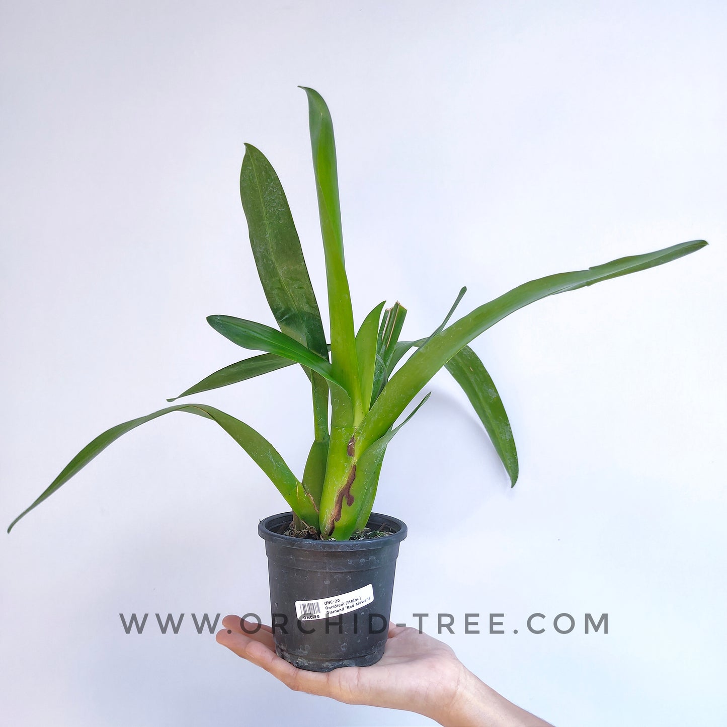 Oncidium (Mtdm.) Hwuluden Diamond 'Red Arowana' - | BS - Buy Orchids Plants Online by Orchid-Tree.com