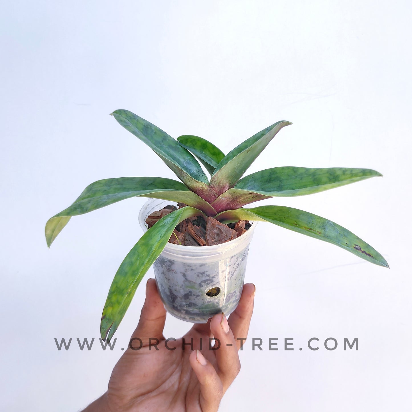 Paphiopedilum callosum sp. × sib - Without Flowers | BS