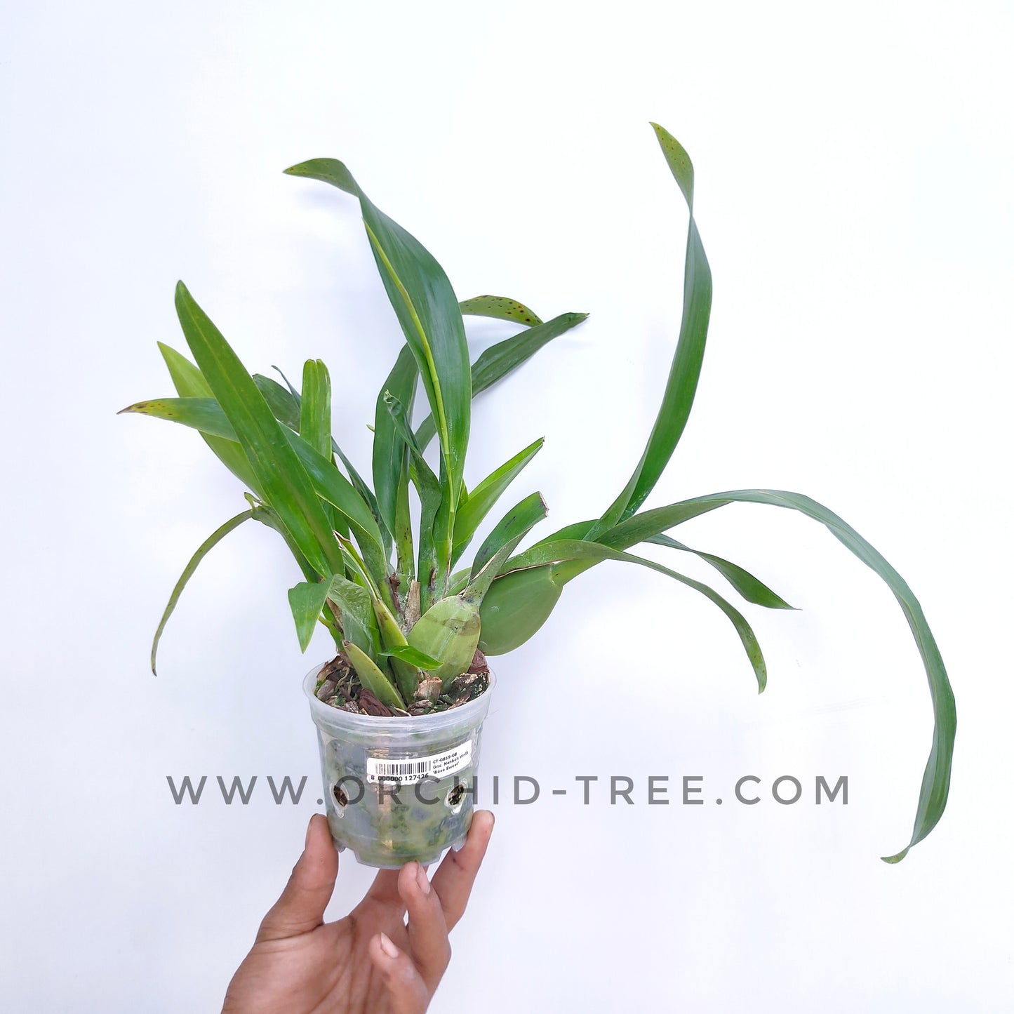 Oncidium Nanboh Waltz 'Boso Sweet' - FF