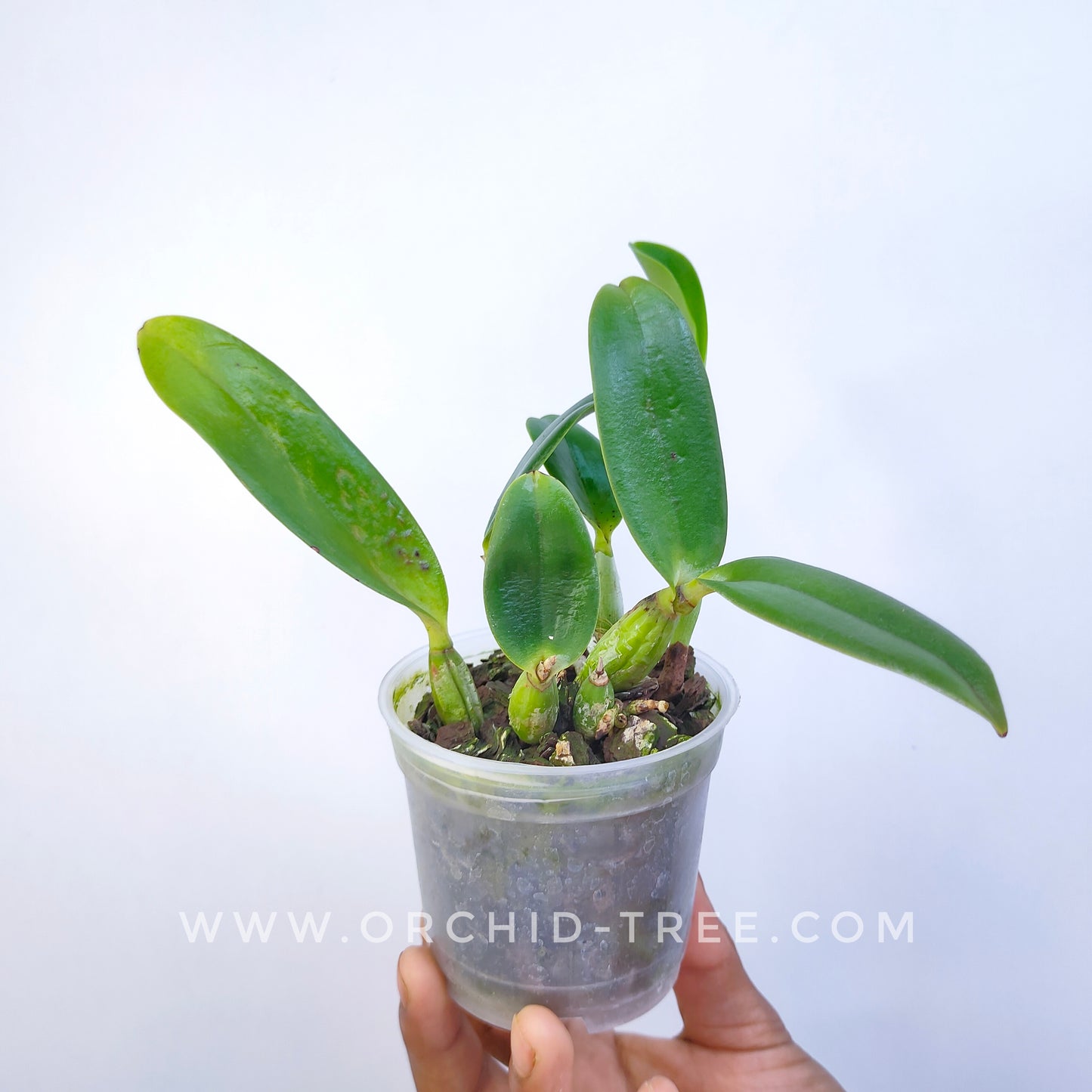 Cattleya walkeriana var. alba sp. - Without Flowers | MS