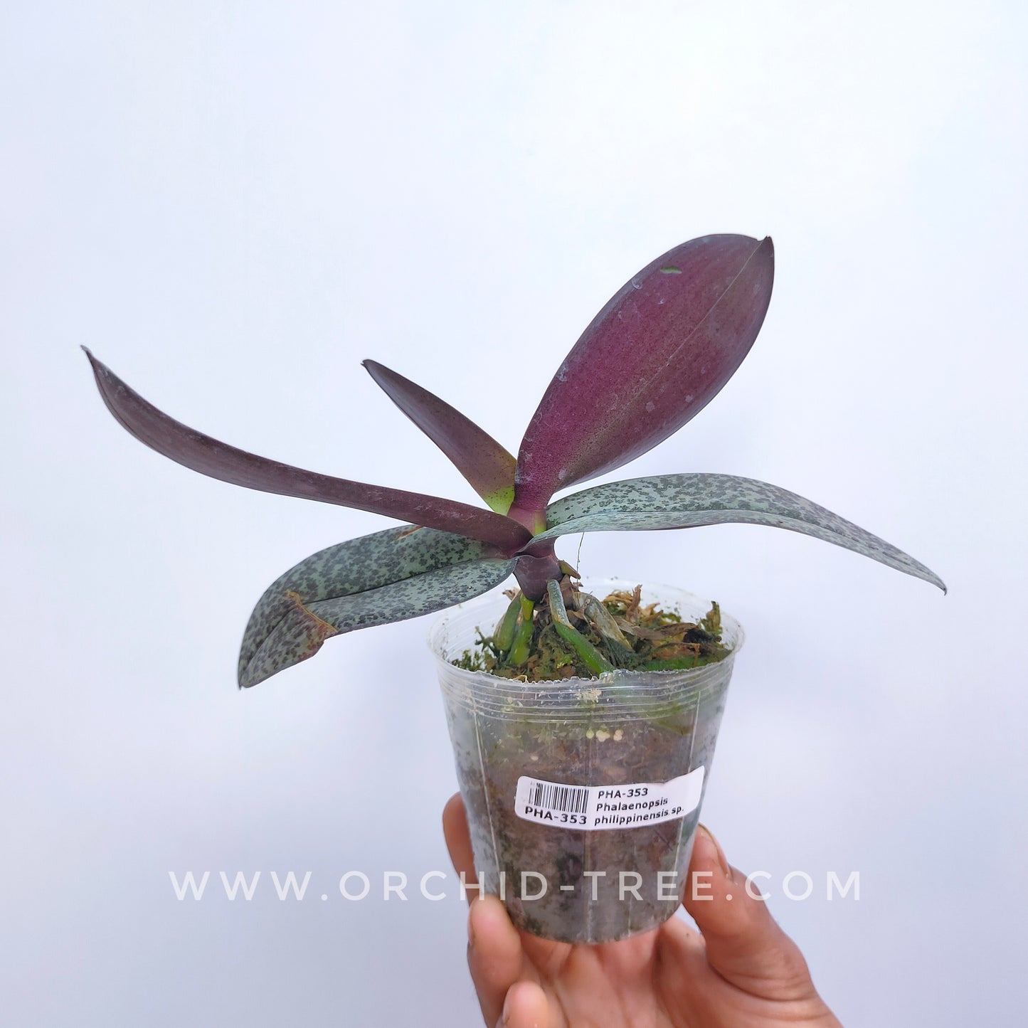Phalaenopsis philippinensis sp. - BS