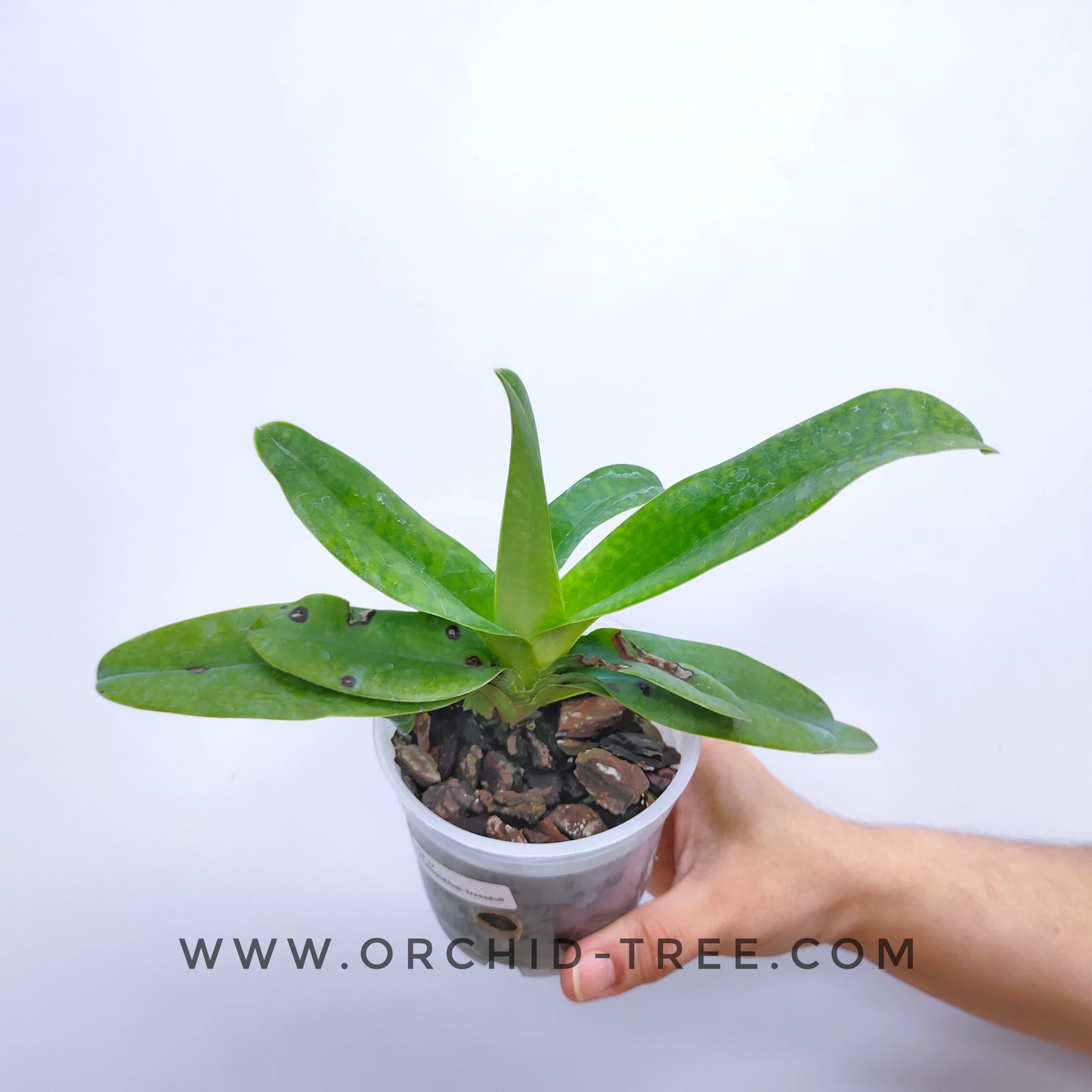 Paphiopedilum Transdoll - Without Flowers | BS
