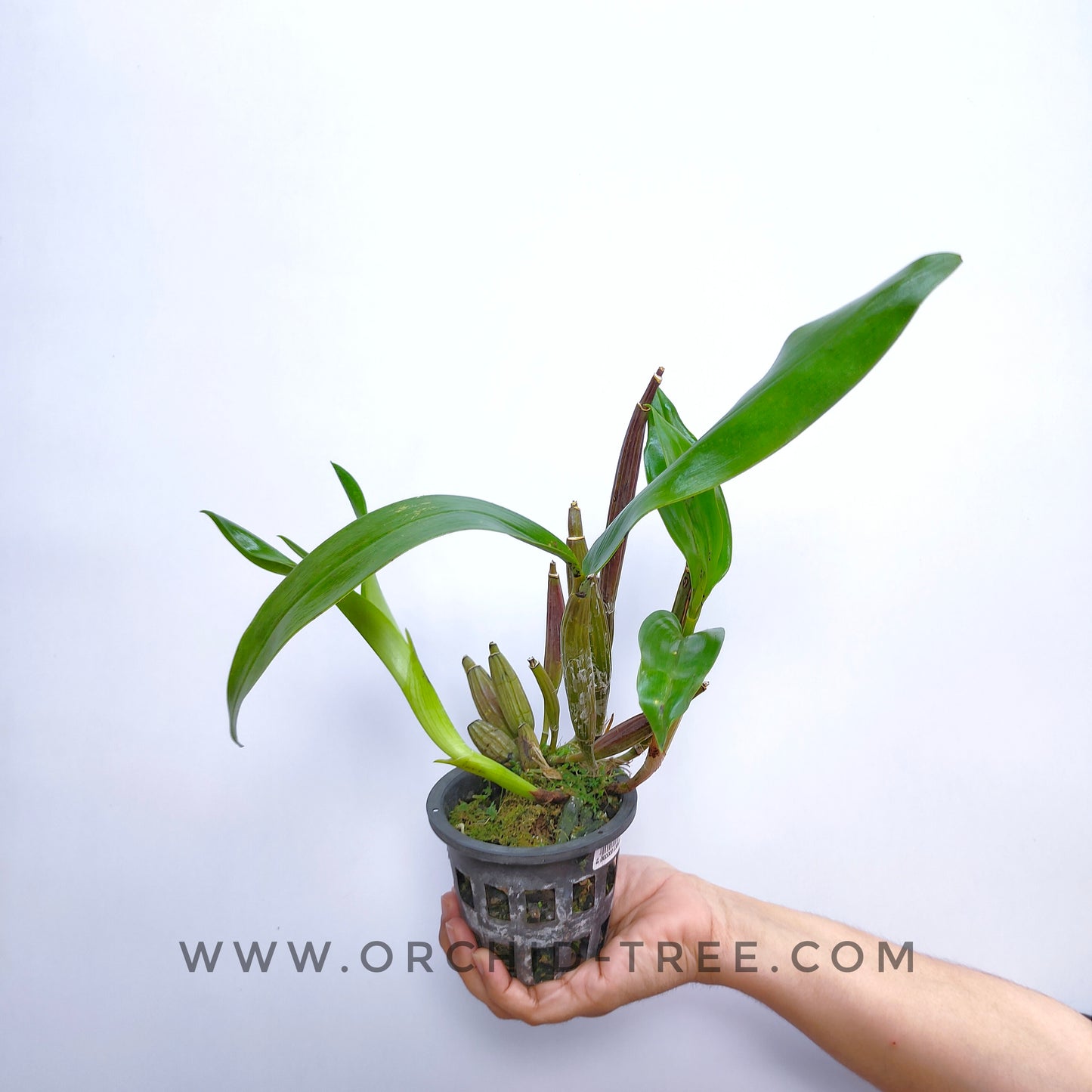 Dendrobium macrophyllum sp. - Without Flowers | BS