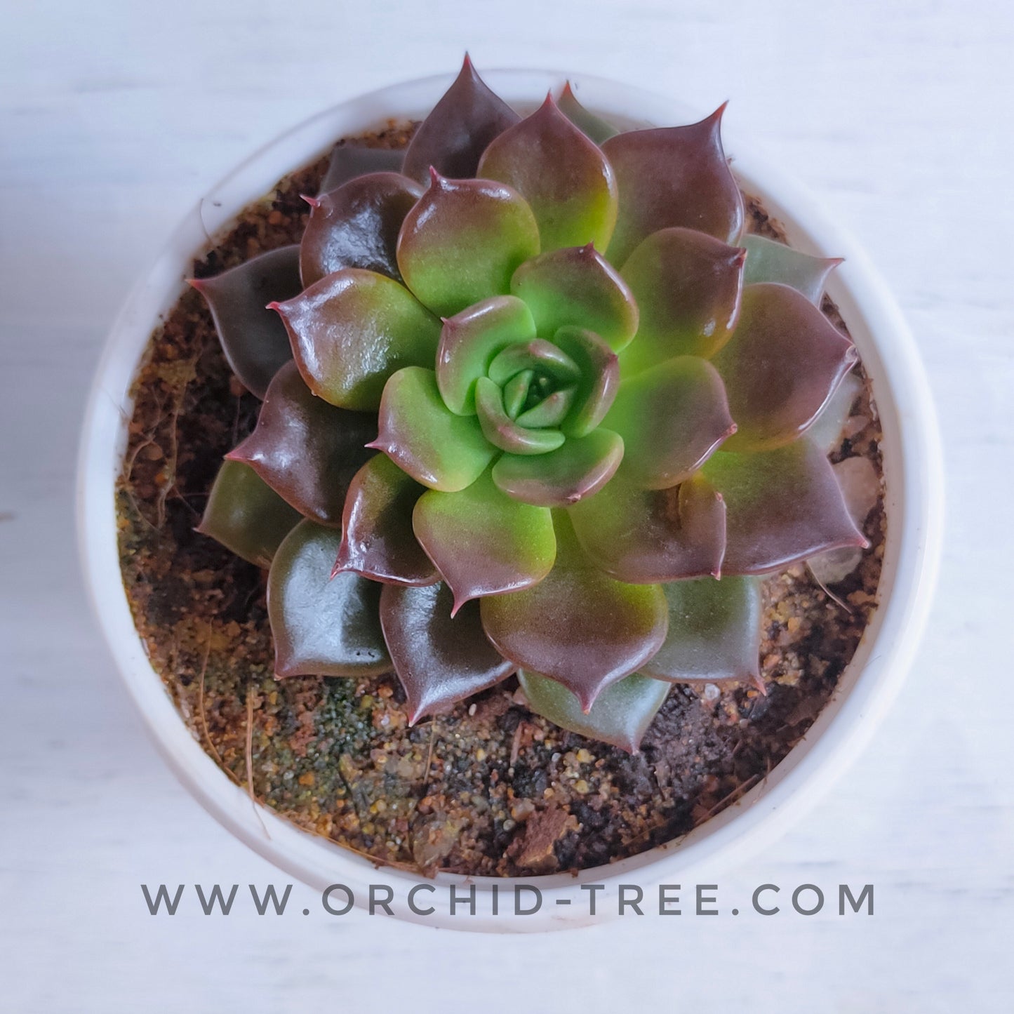 Echeveria 'Black Prince'
