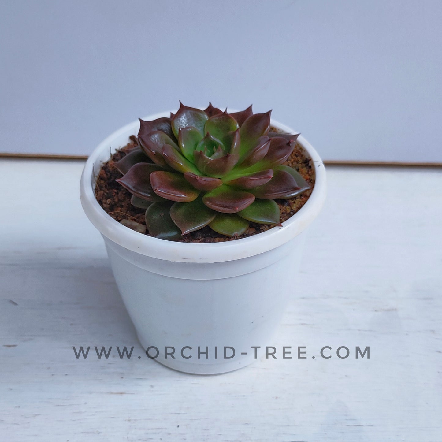 Echeveria 'Black Prince'