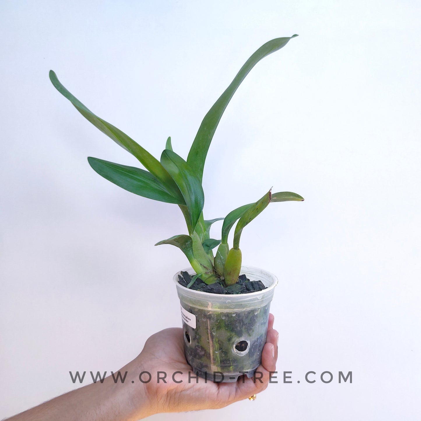 Oncidium Hwuluduen Lorena Firecracker - | BS