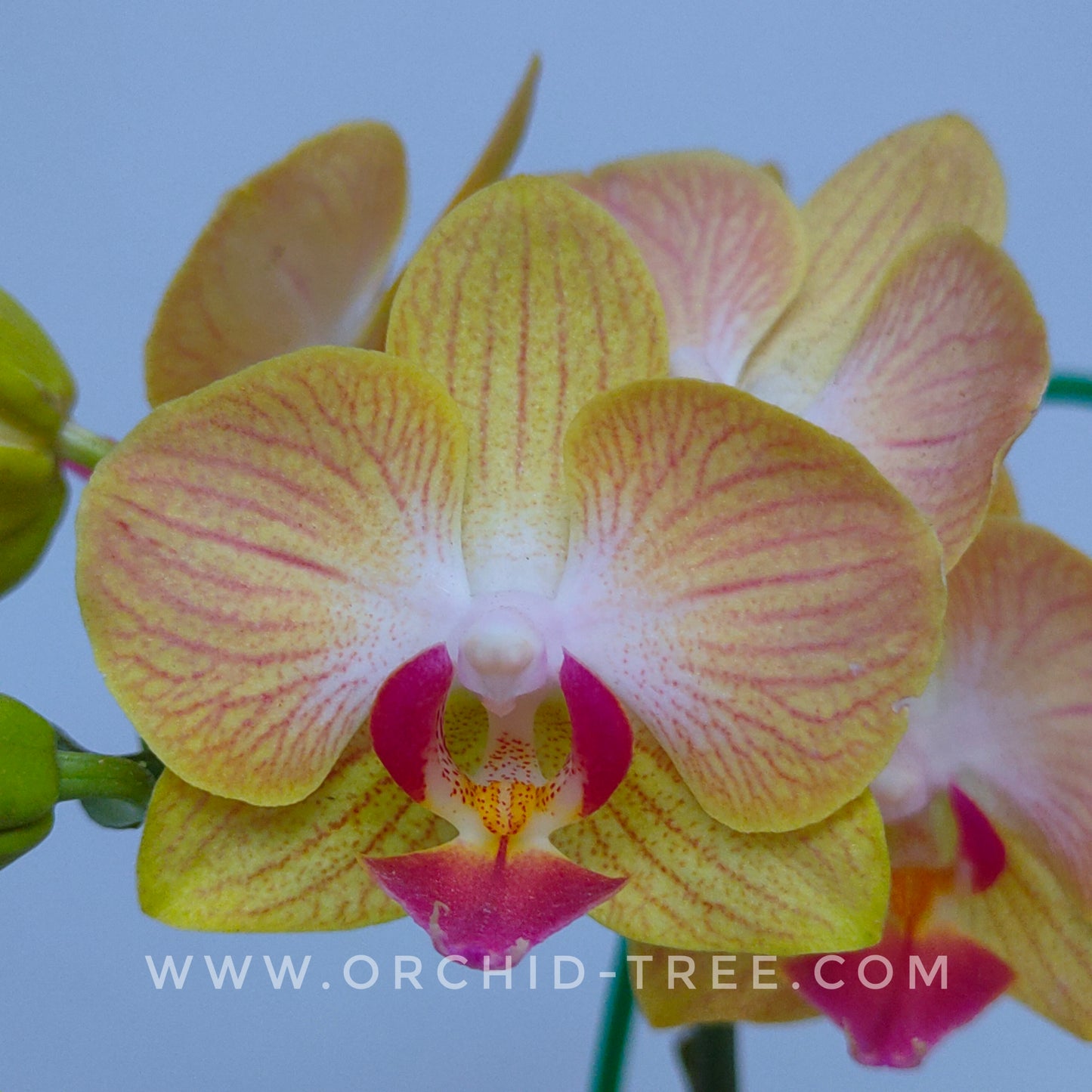 Phalaenopsis Gold Stripe Orchid Plant - FF