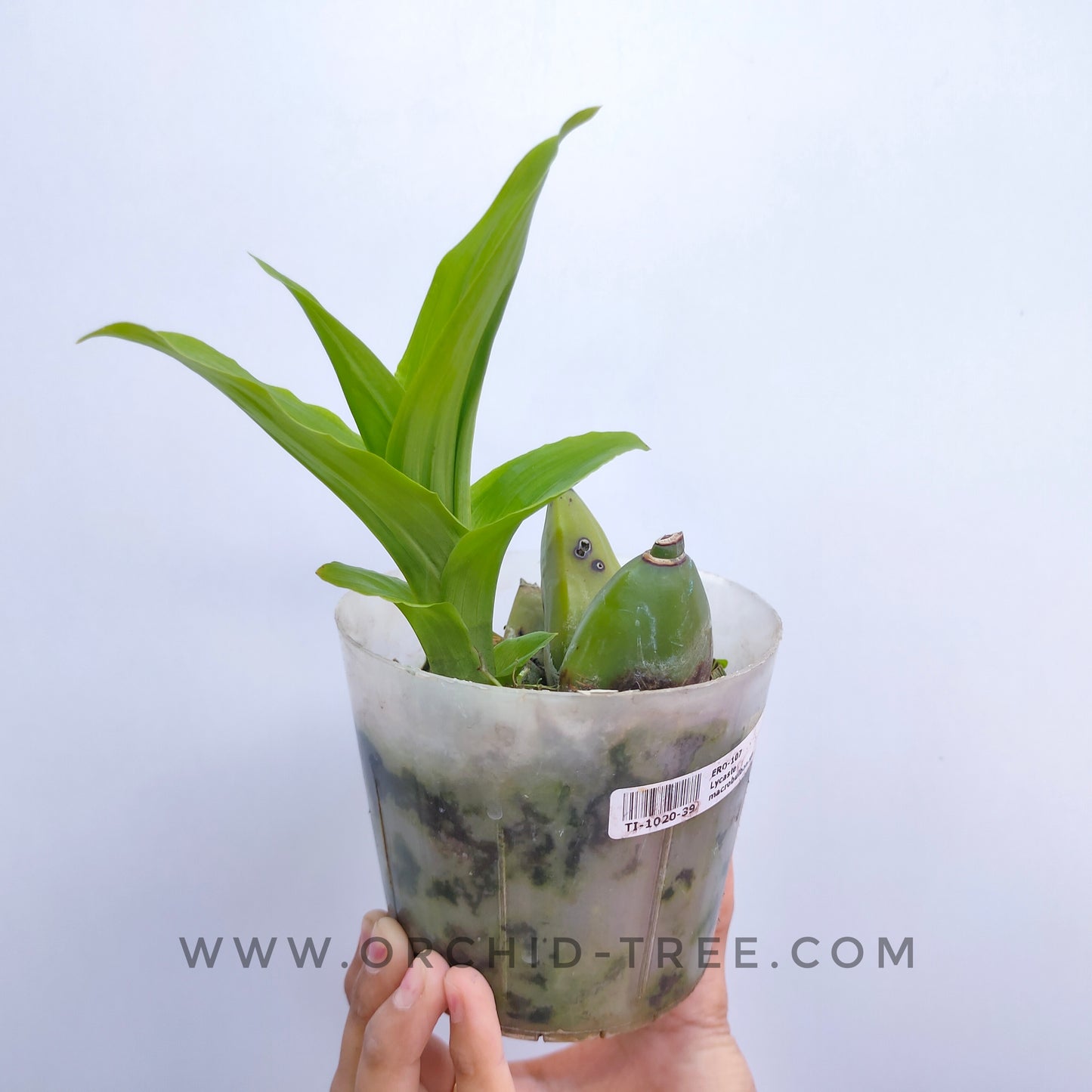 Lycaste macrobulbon sp. - | BS