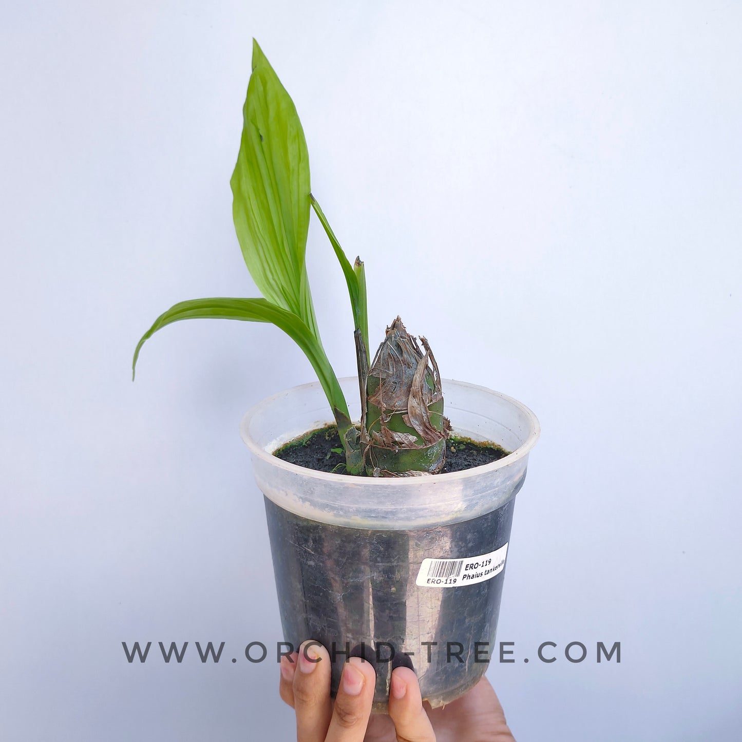 Phaius tankerville - | BS