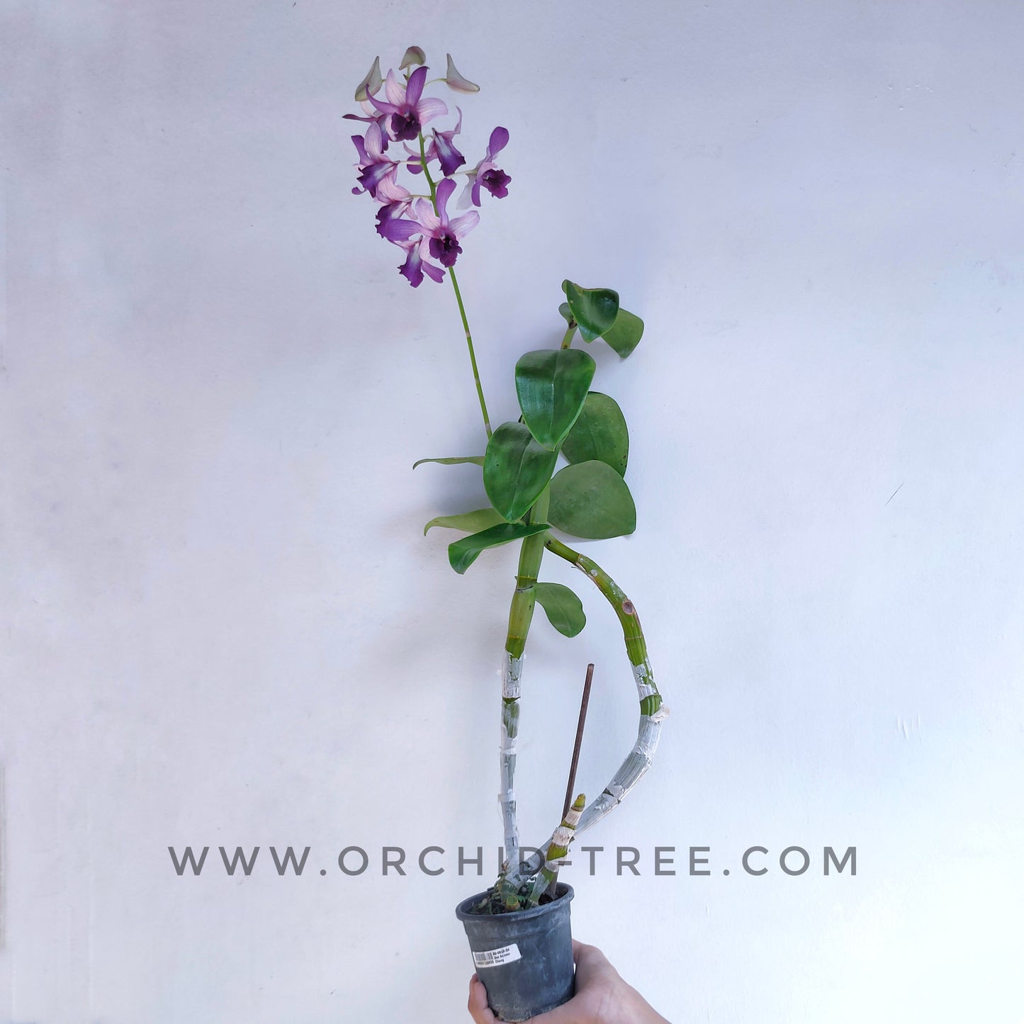 Dendrobium Serene Chang - BS