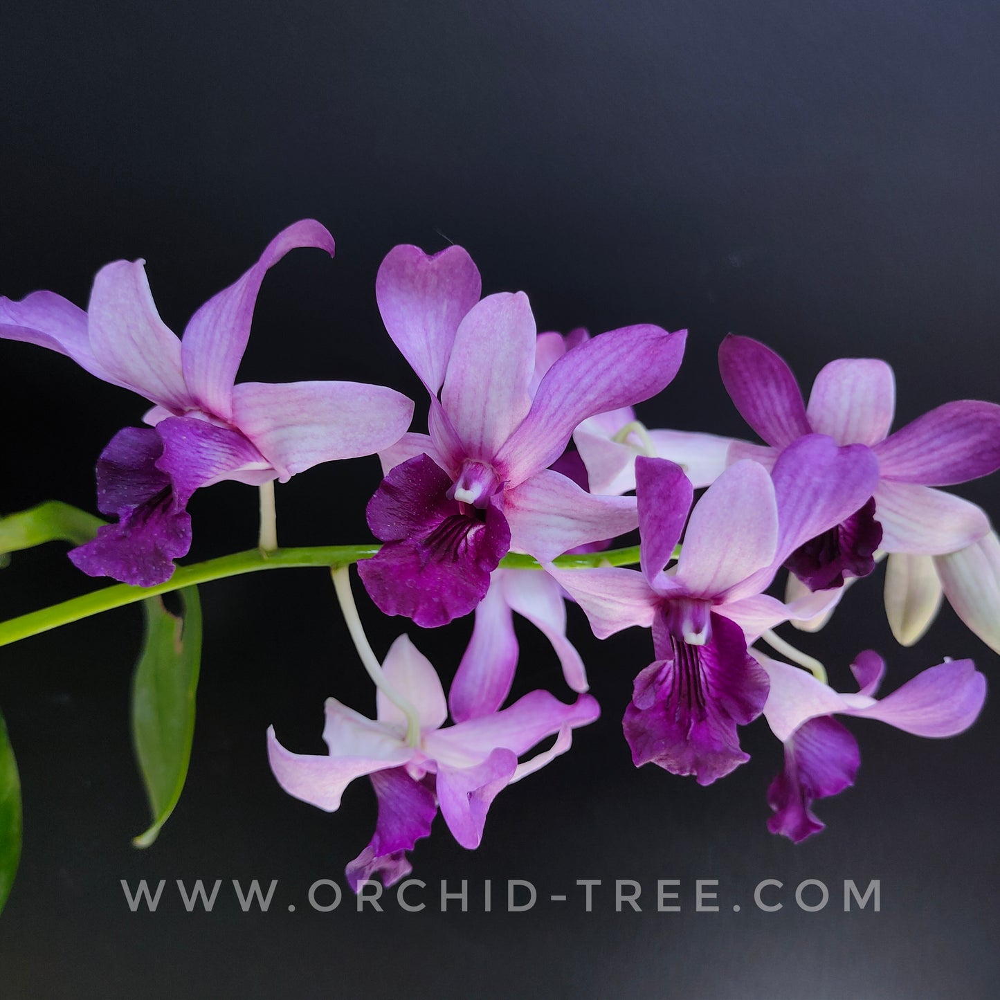 Dendrobium Serene Chang - BS