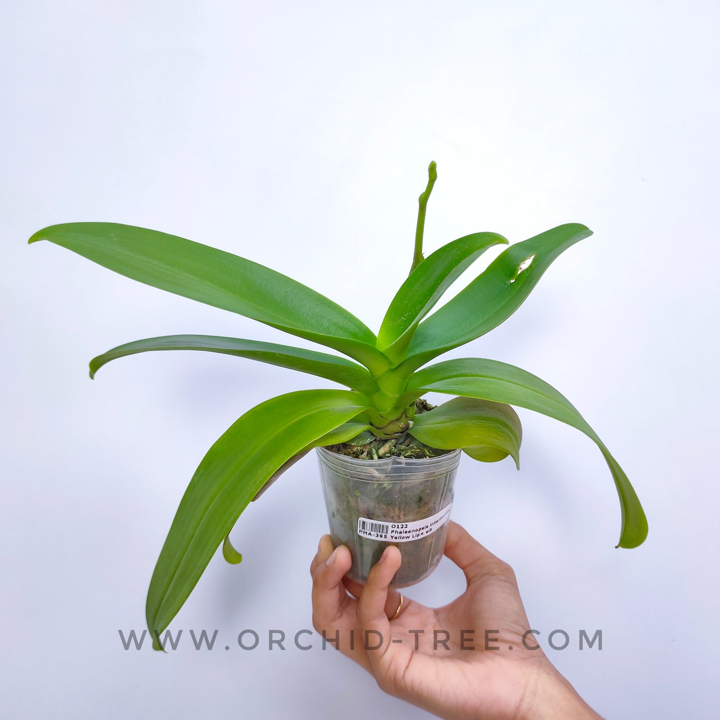 Phalaenopsis X intermedia var. Yellow Lip × sib - With Spike | FF
