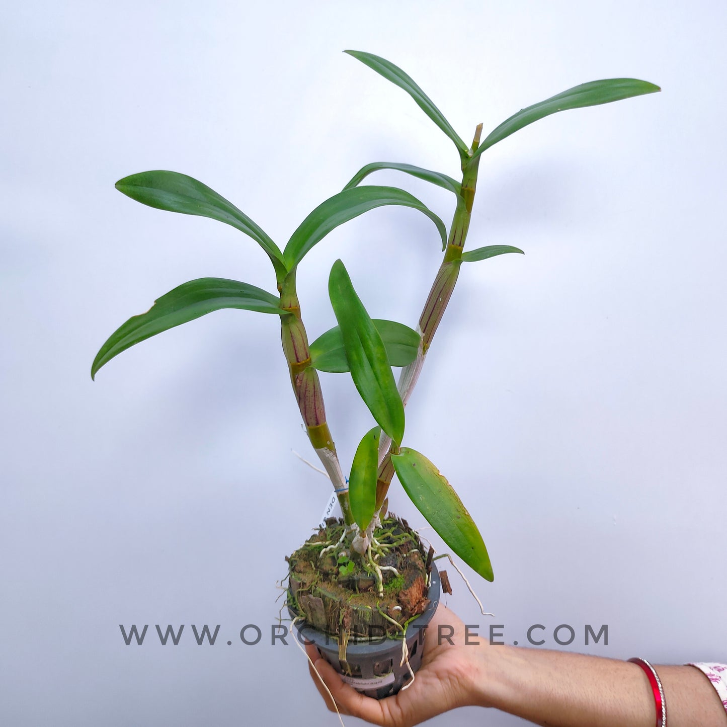 Dendrobium Giant Pink - Without Flowers | BS