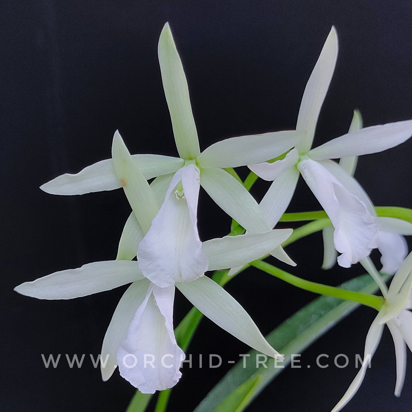 Cattleya (Bc.) Jairak Snow - BS