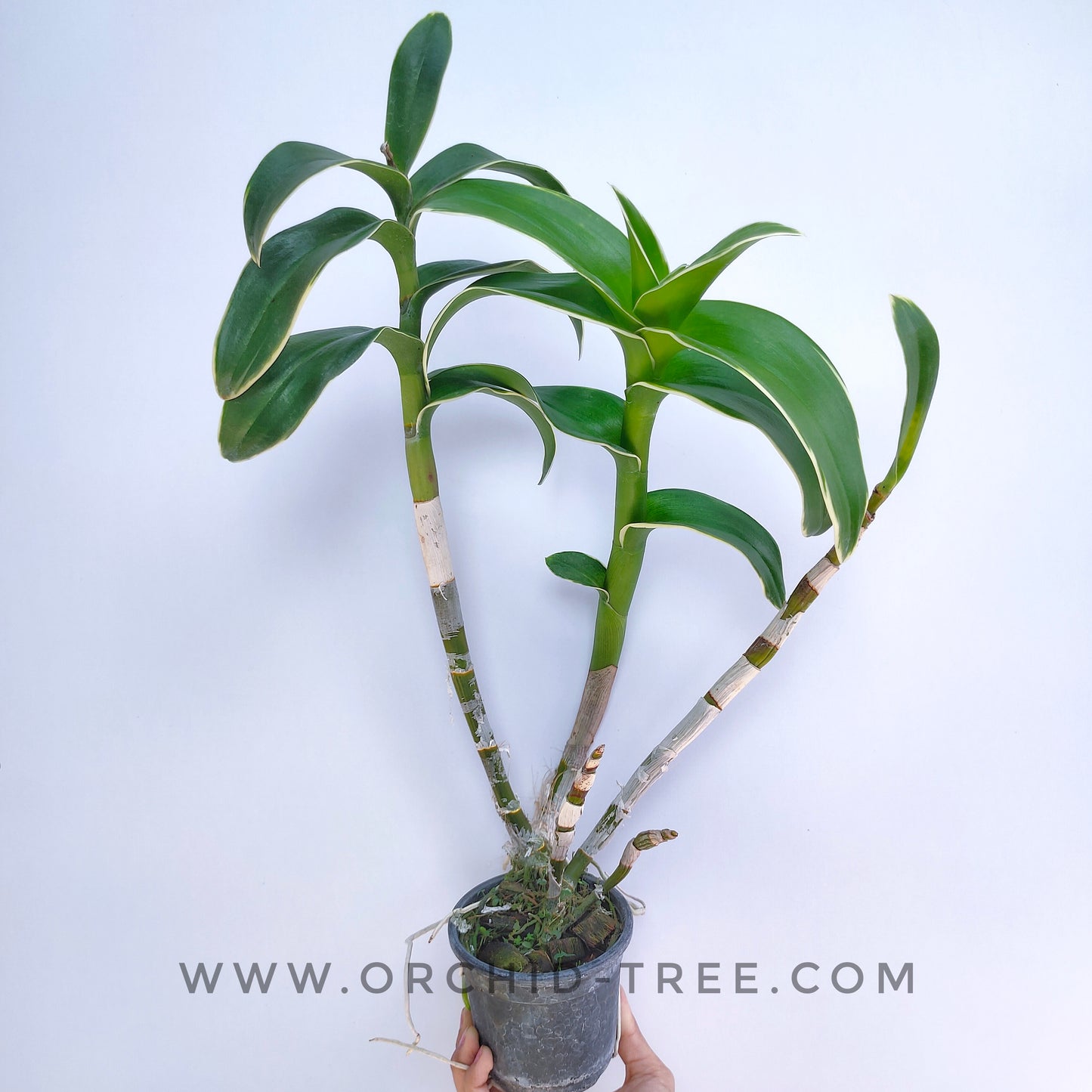 Dendrobium Burana Jade Variegated - Without Flowers | BS