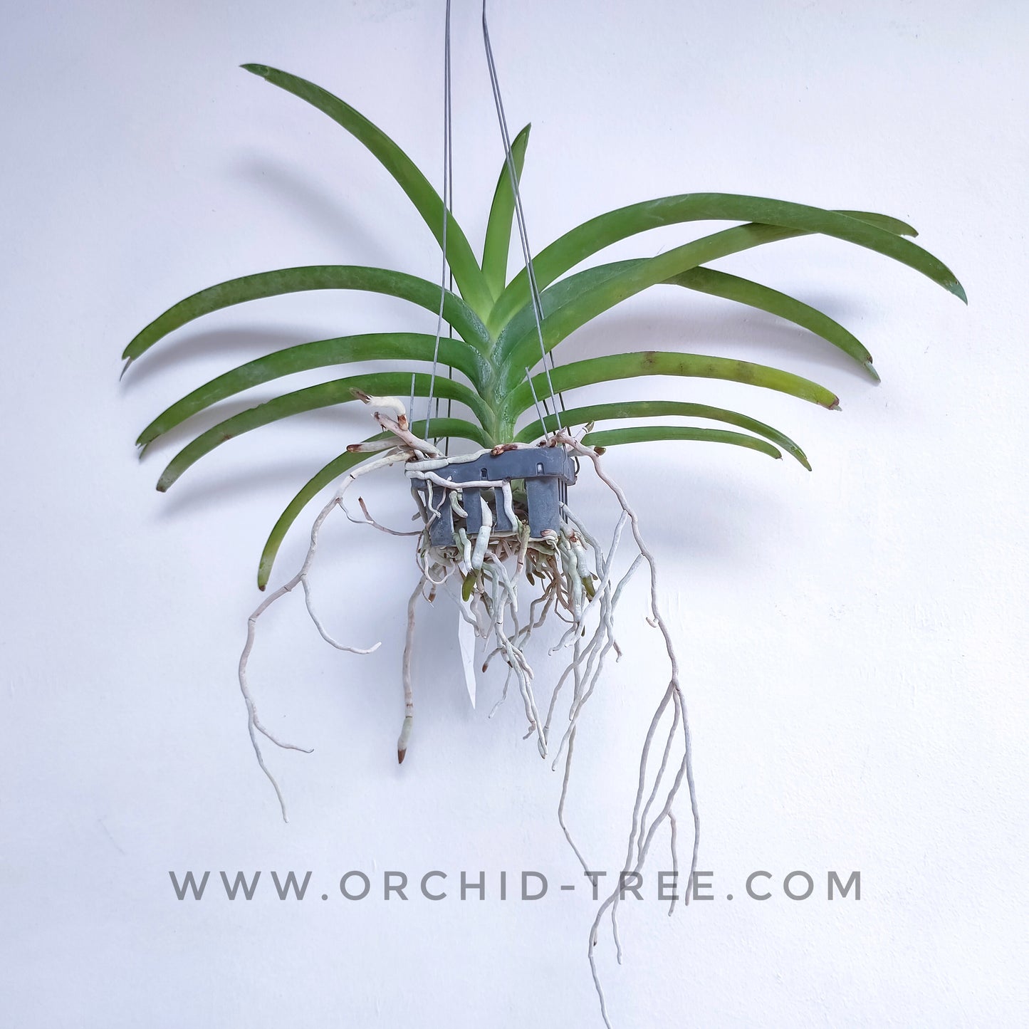 Vanda Somsri Pink x Suksamran Spot - BS