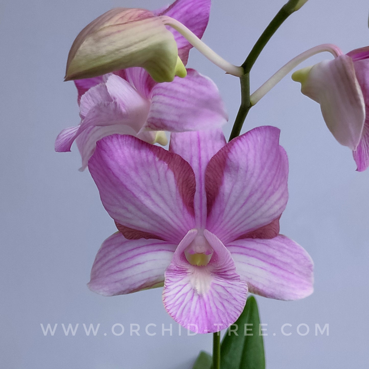 Dendrobium King Pink Stripe Big Lip - With Flowers | FF