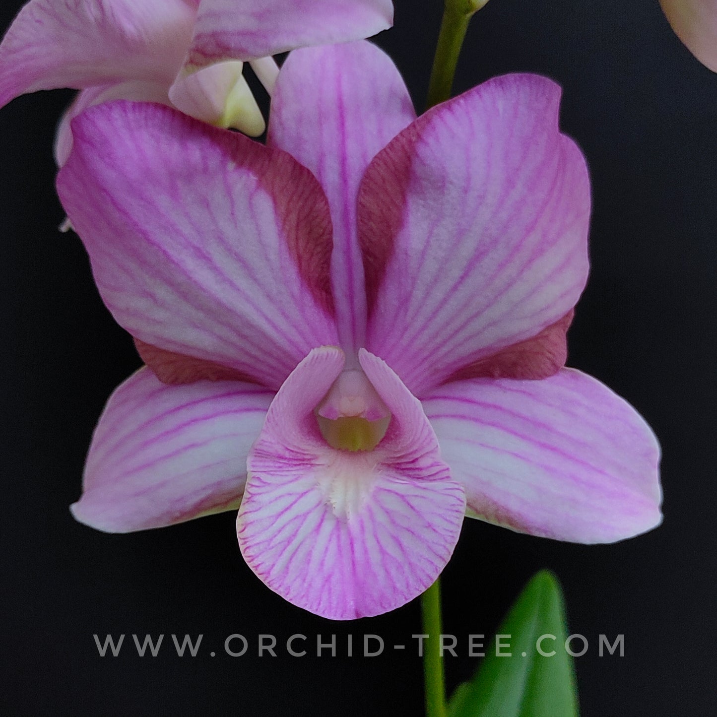 Dendrobium King Pink Stripe Big Lip - With Flowers | FF