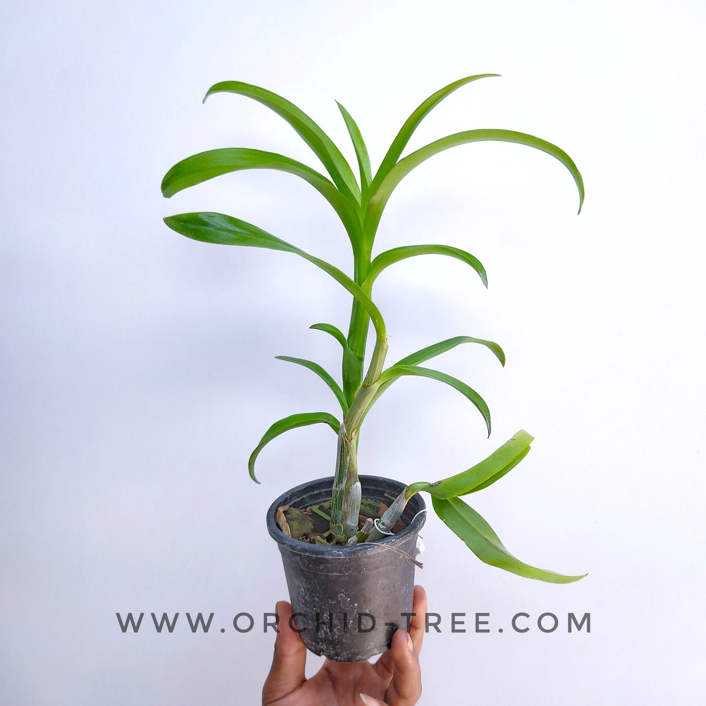 Dendrobium Warawan - Without Flowers | BS