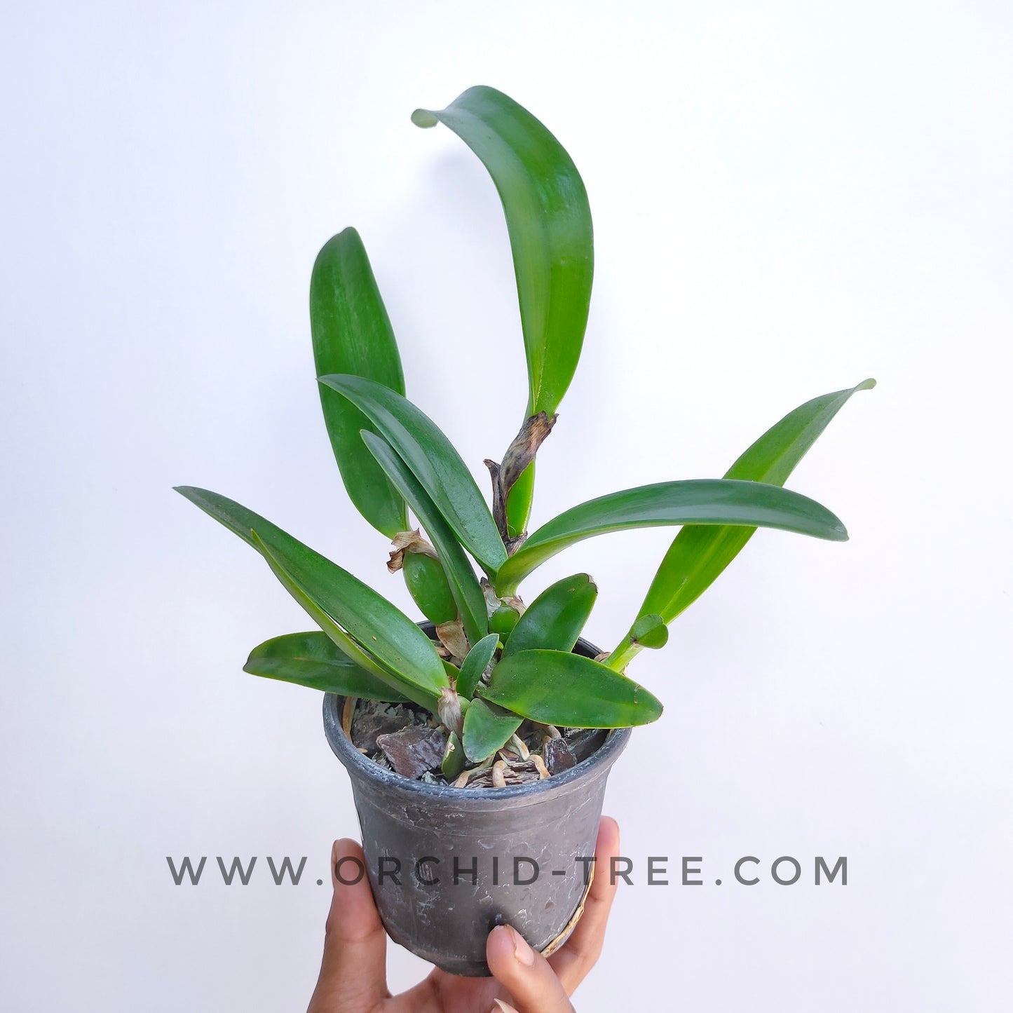 Cattlianthe Sierra Skies 'Leone'- BS