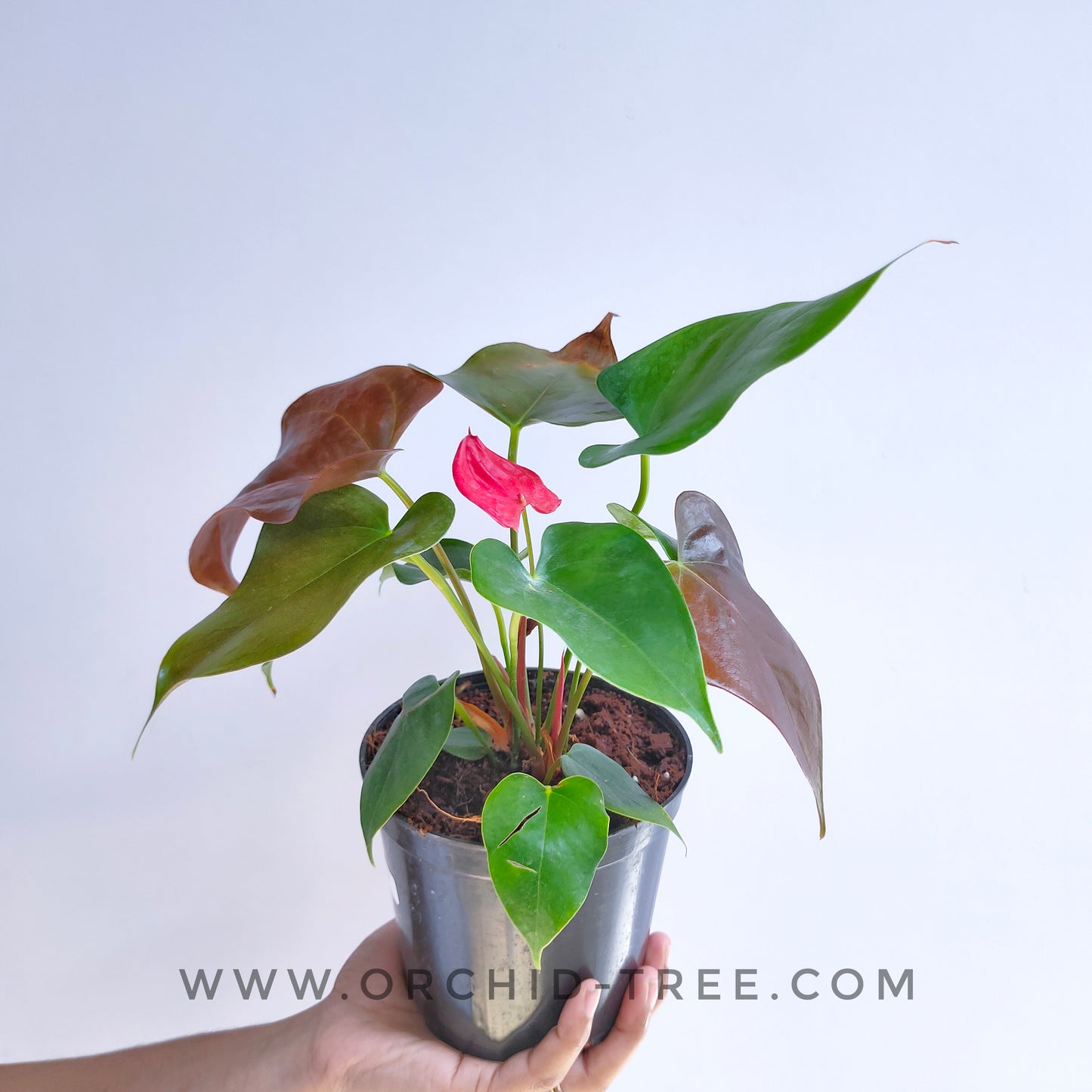 Anthurium Red - FF - Buy Orchids Plants Online by Orchid-Tree.com