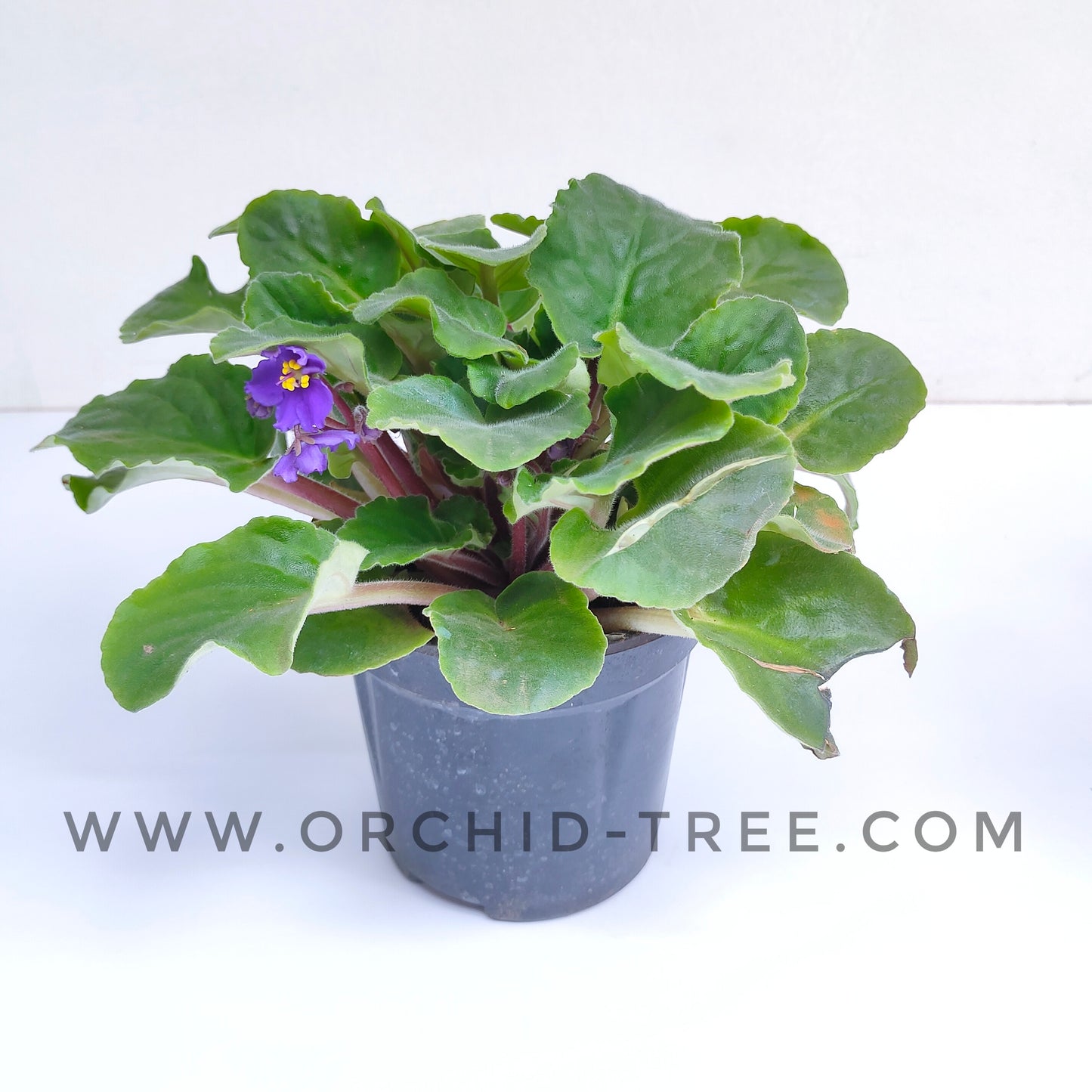 African Violet | Double Petal