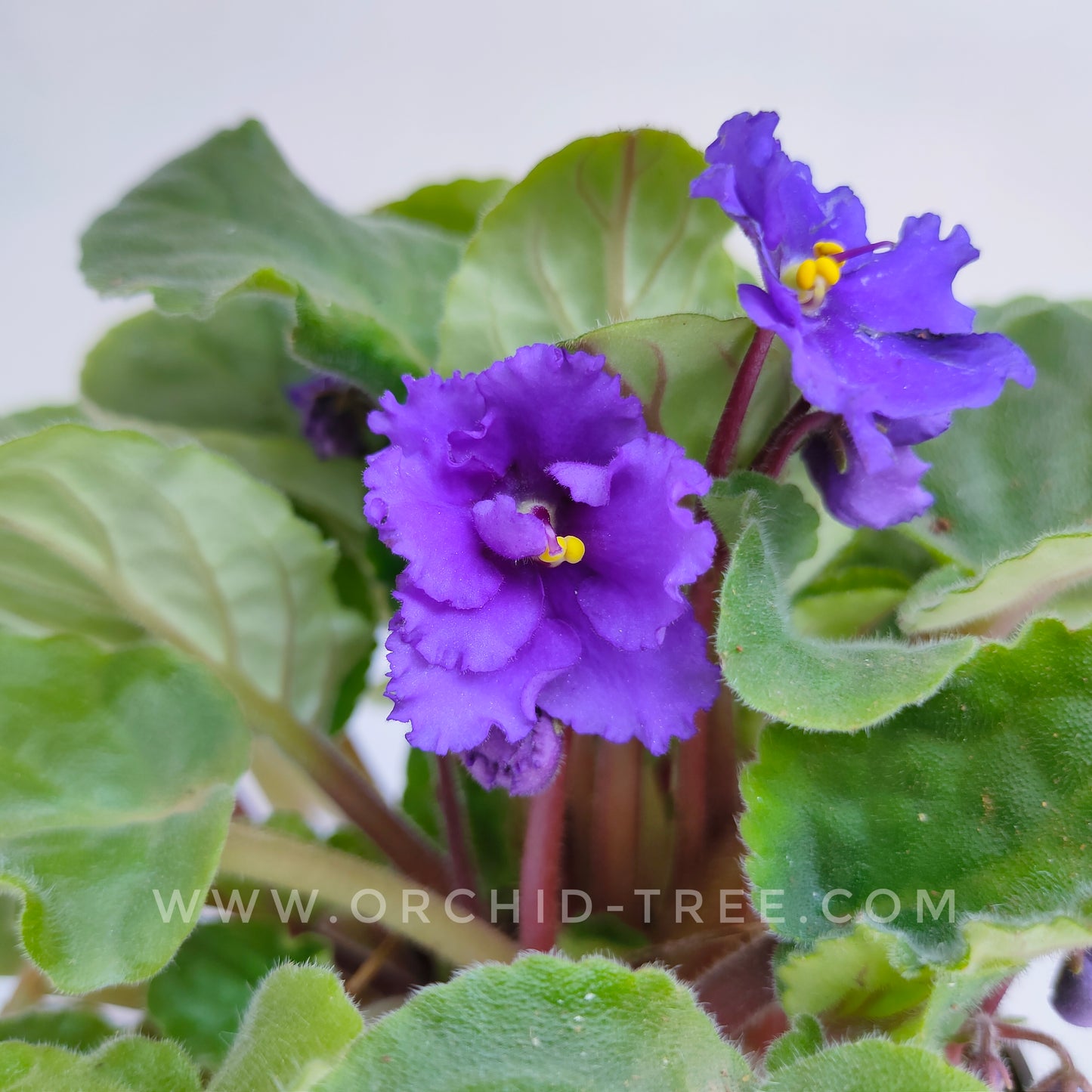 African Violet | Double Petal