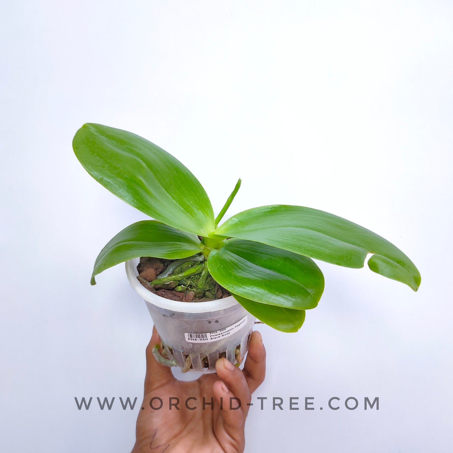 Phalaenopsis Yaphon Black Rose - BS