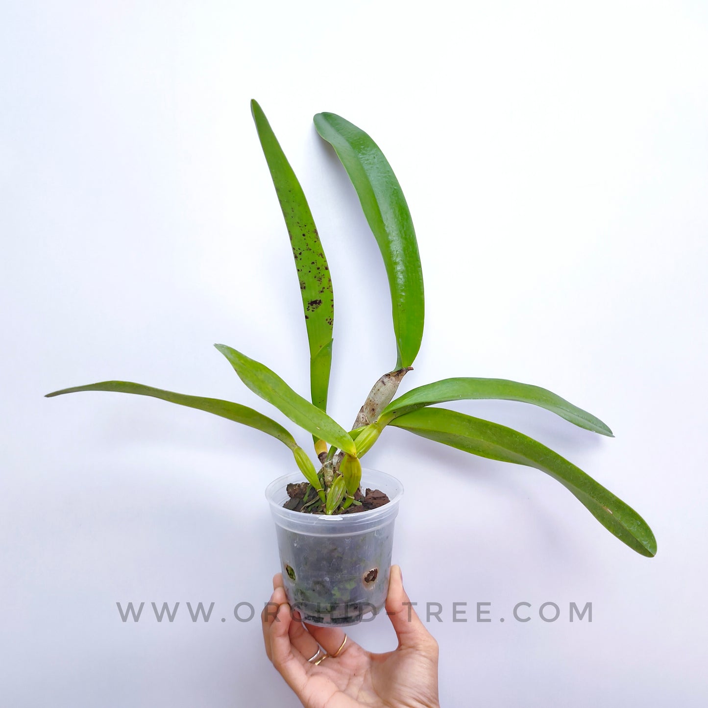Cattleya (L) grandis sp. - Without Flowers | BS