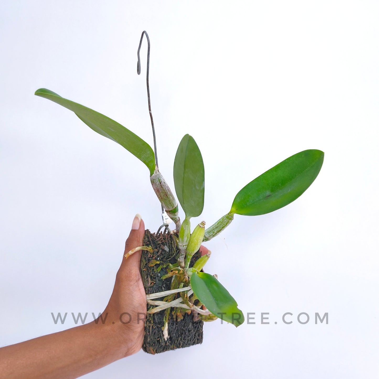 Cattleya walkeriana 'Kenny' sp.- Without Flowers | BS