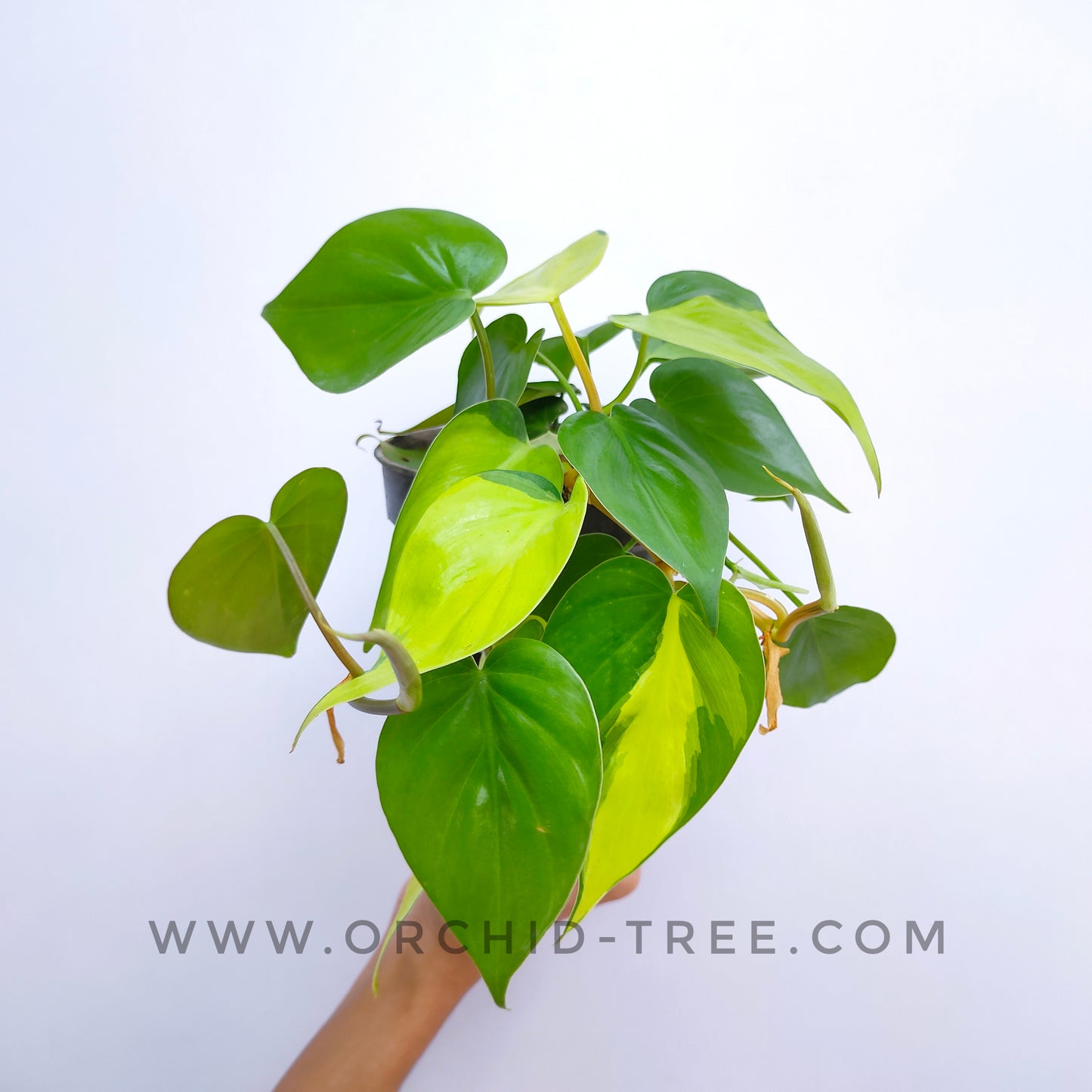 Philodendron Brasil | Indoor & Outdoor Plant Hanging