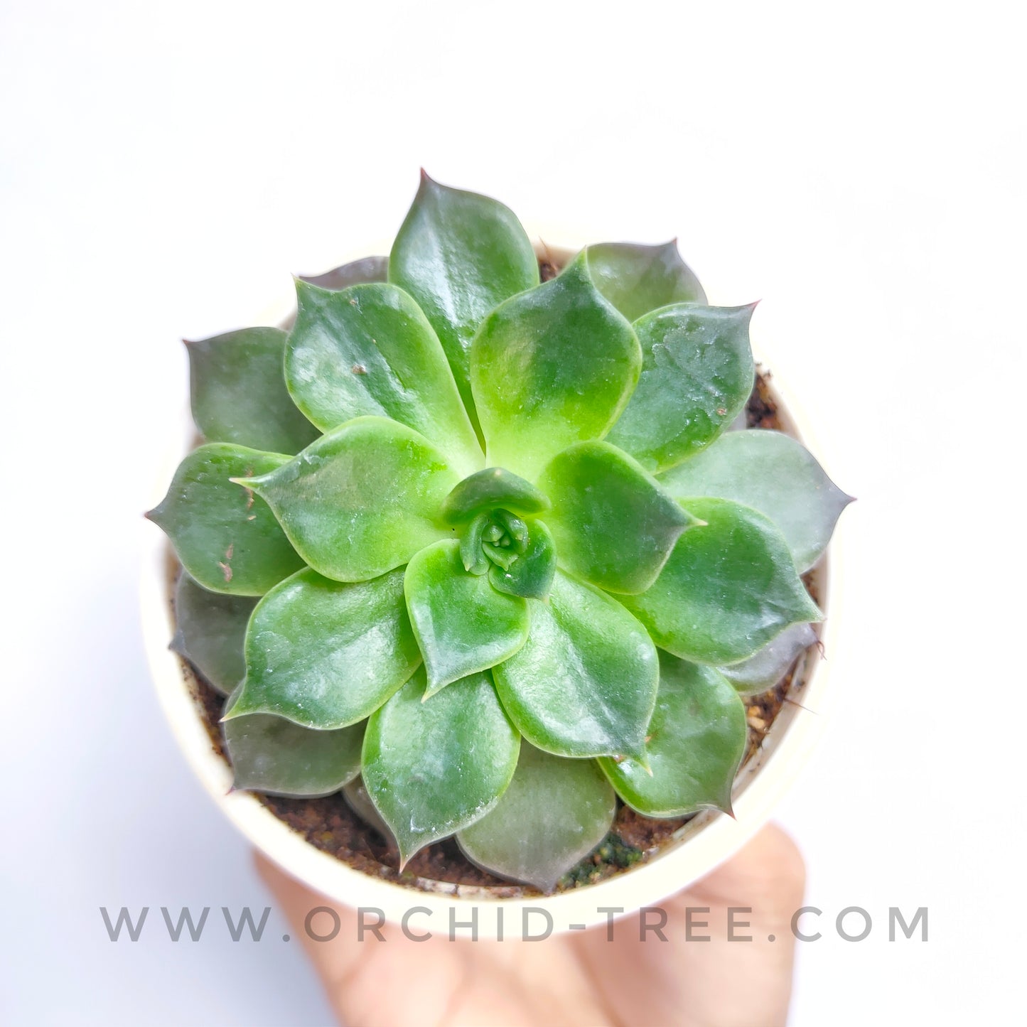 Echeveria 'Black Prince'