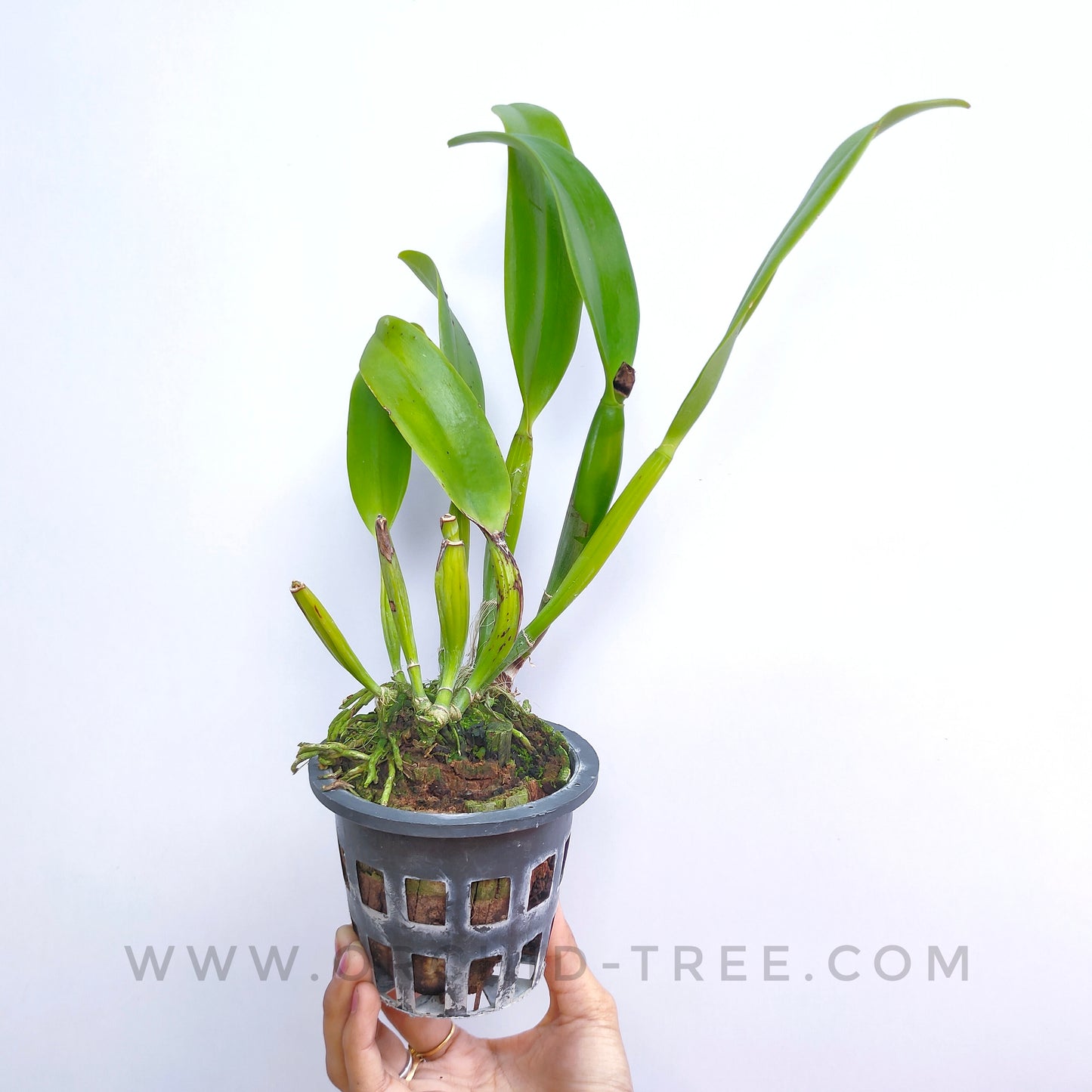 Cattleya (Lc) Fay Star Yen (Dark Orange) - BS
