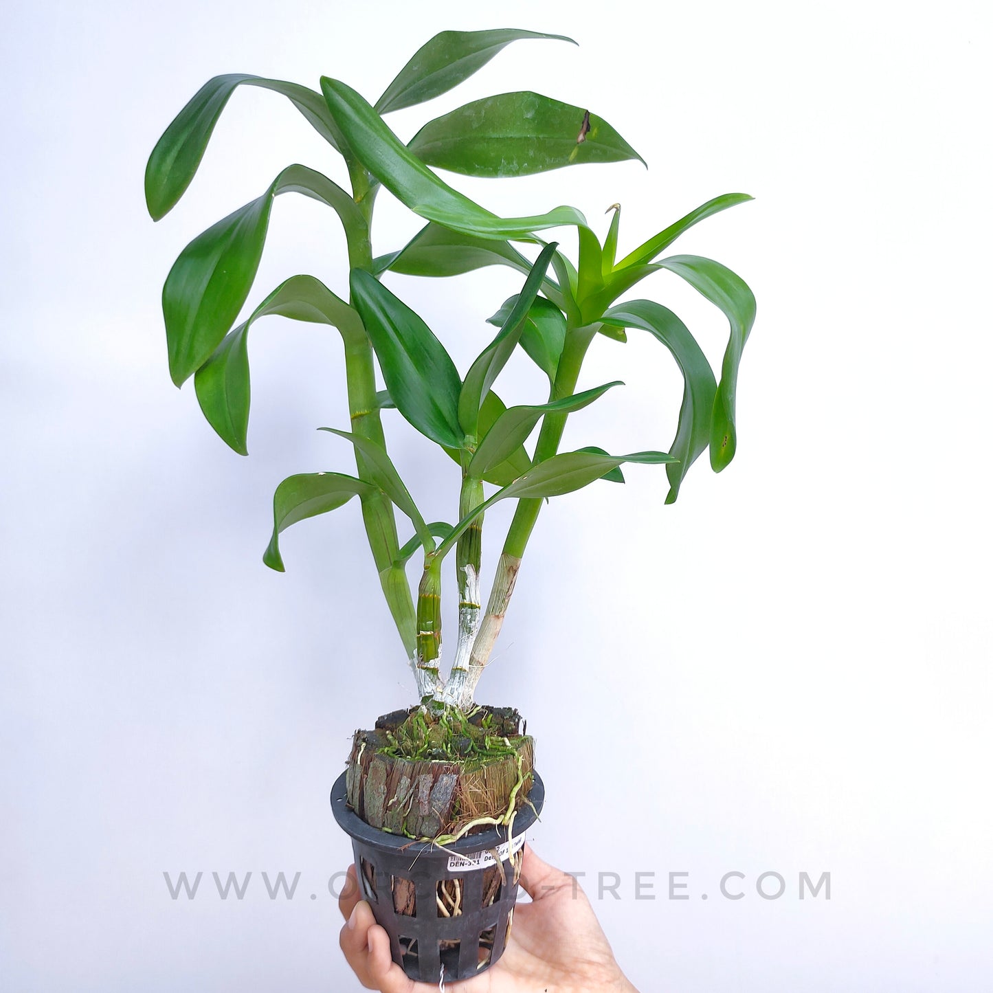 Dendrobium POF 114 Twist - BS