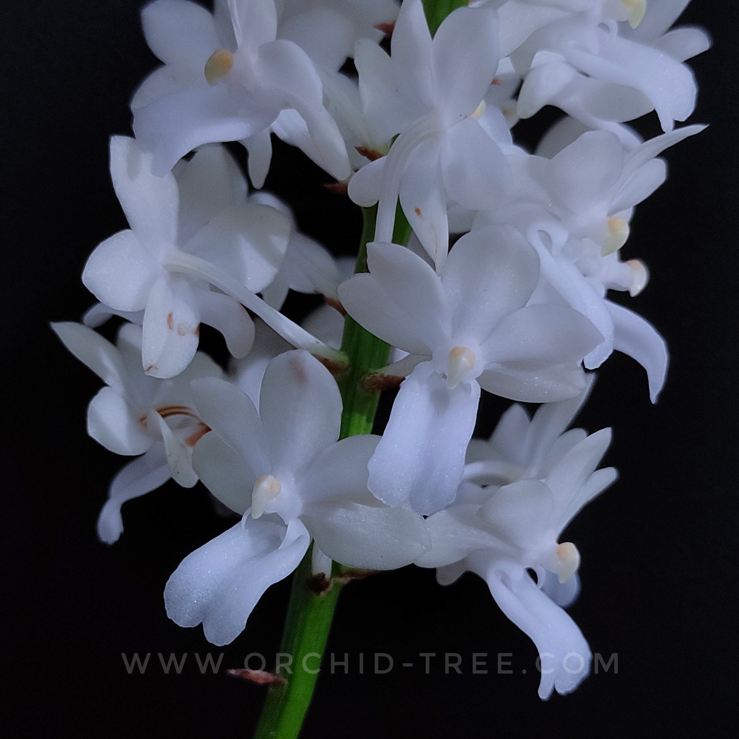 Rhynchodenia Magic Wand Alba - FF