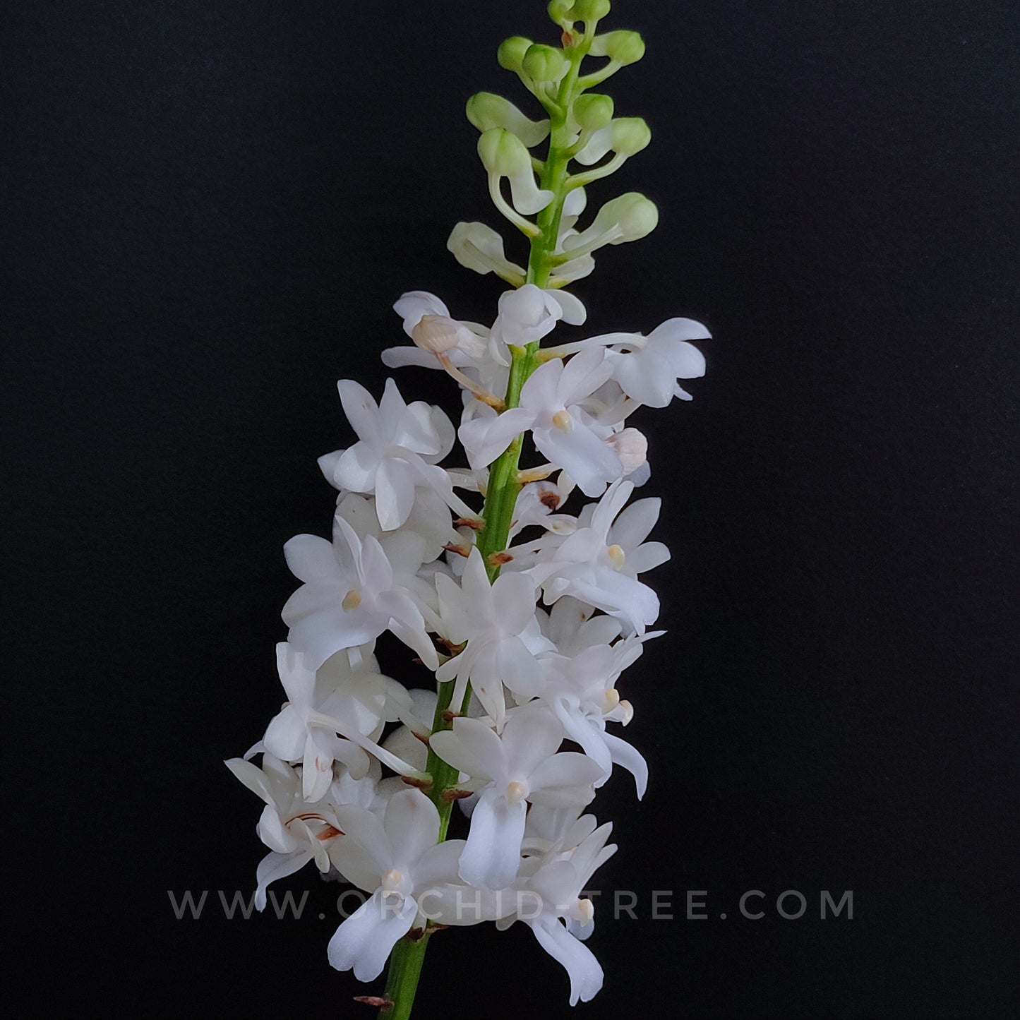 Rhynchodenia Magic Wand Alba - FF