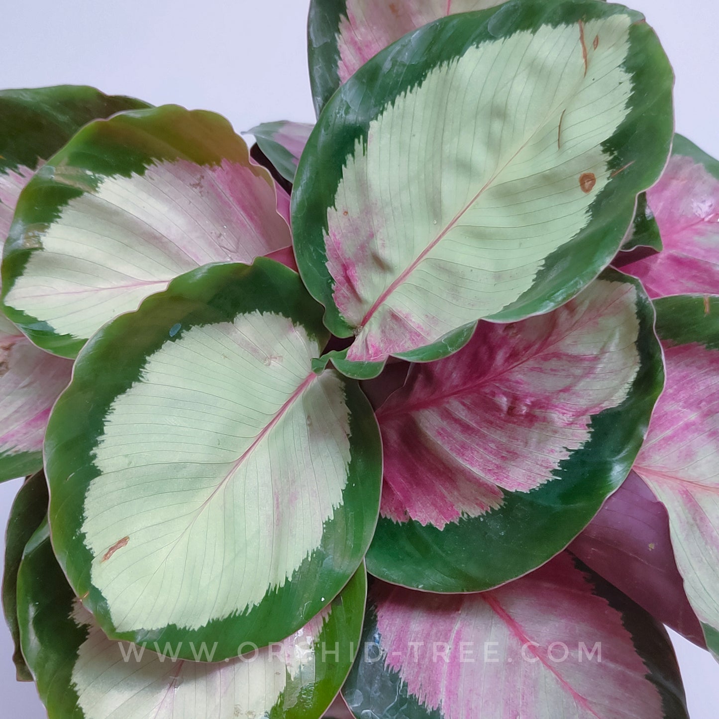 Calathea Rosy Pink