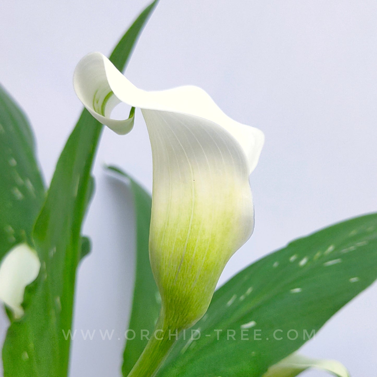 Calla Lilly