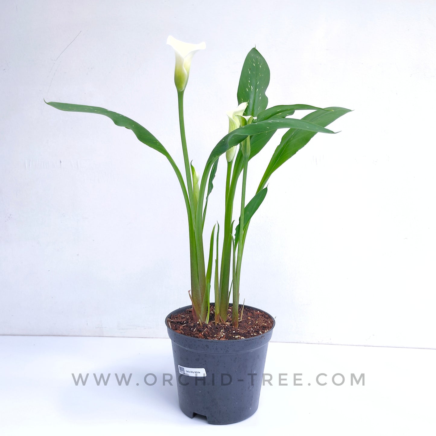 Calla Lilly